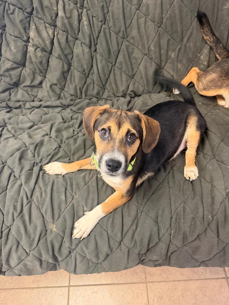 Sprout, a Adoptable mixed breed in Marion, OH image 2/6