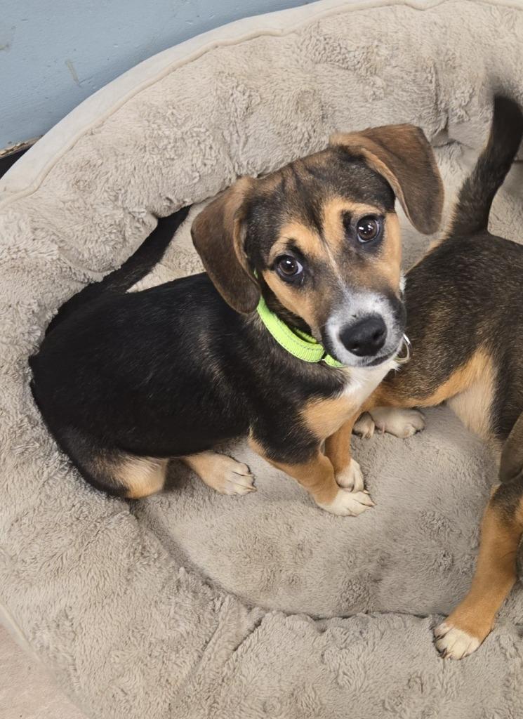 Sprout, a Adoptable mixed breed in Marion, OH image 3/6