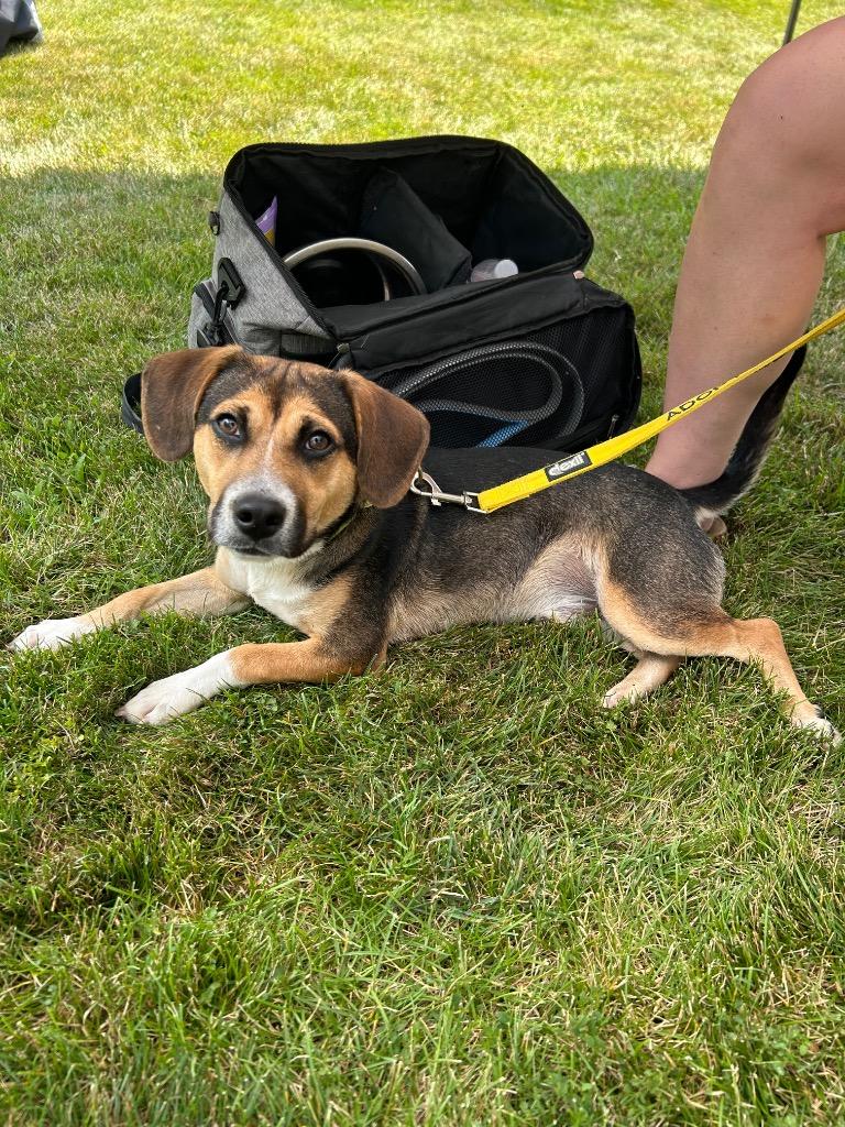 Sprout, a Adoptable mixed breed in Marion, OH image 4/6