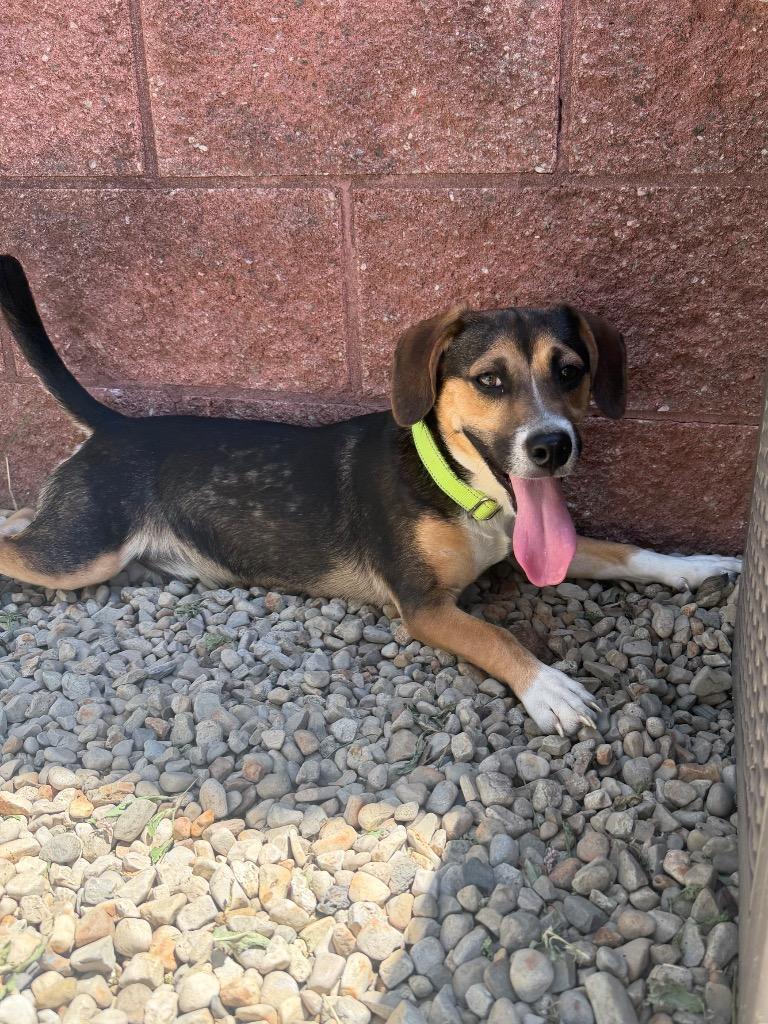Sprout, a Adoptable mixed breed in Marion, OH image 5/6