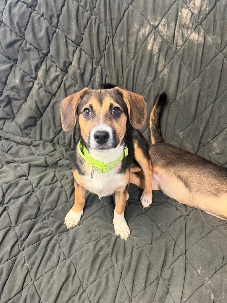Sprout, a Adoptable mixed breed in Marion, OH image 6/6