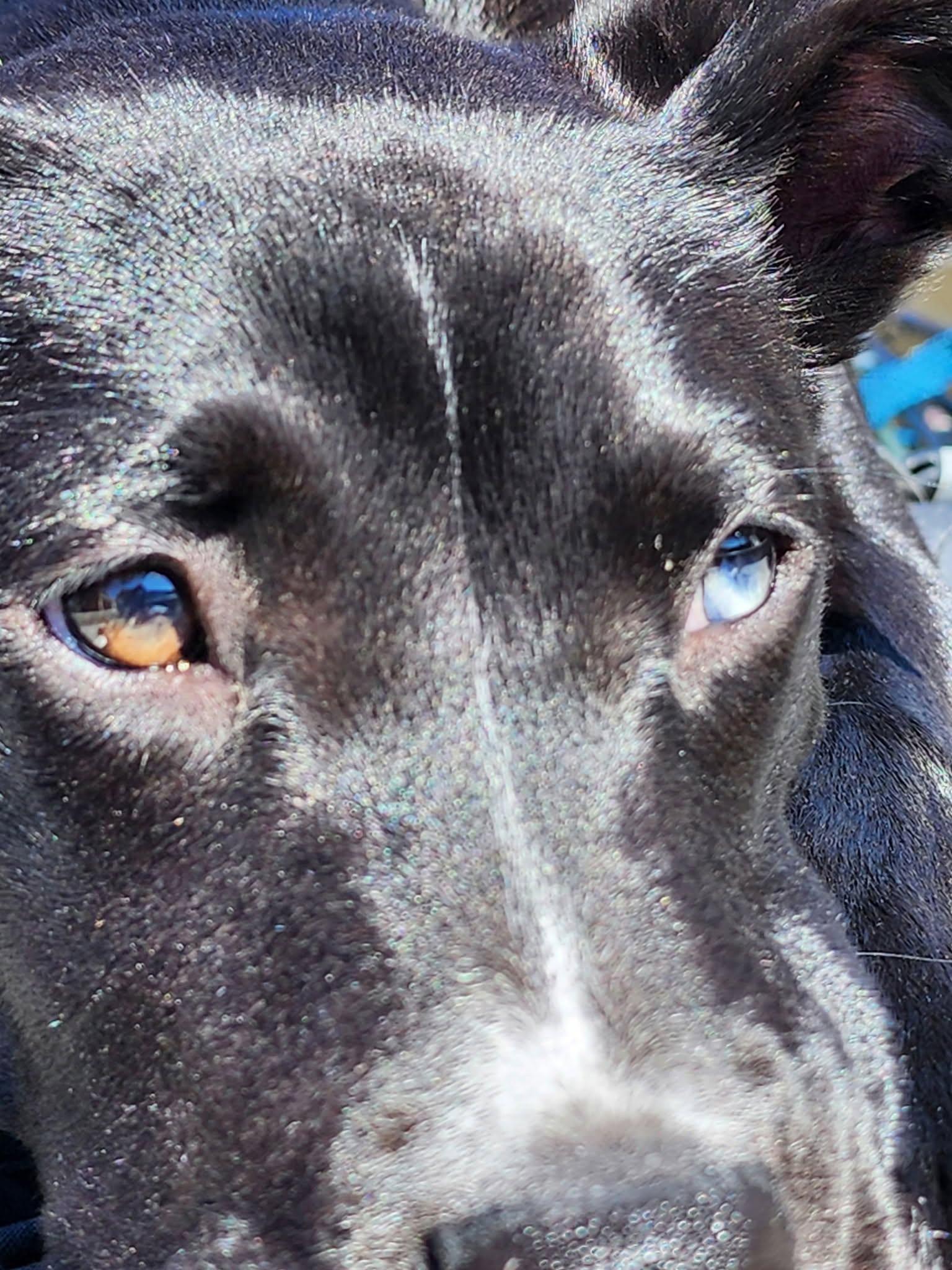 Enlarge Nori, a ADOPTABLE mixed breed in Bandera, TX image 2/6