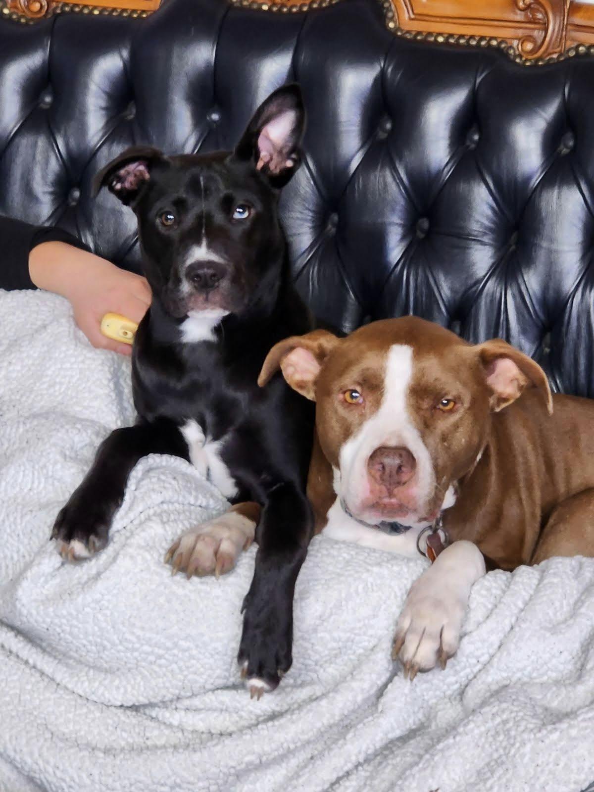 Enlarge Nori, a ADOPTABLE mixed breed in Bandera, TX image 4/6