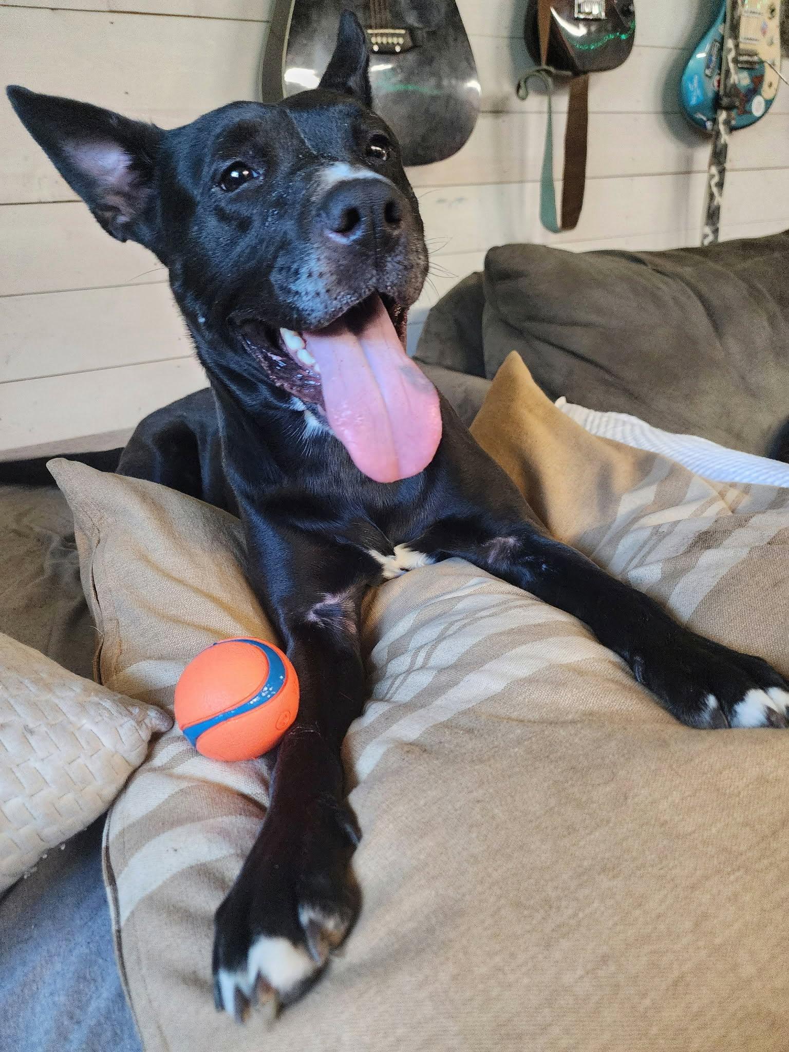 Enlarge Nori, a ADOPTABLE mixed breed in Bandera, TX image 1/6