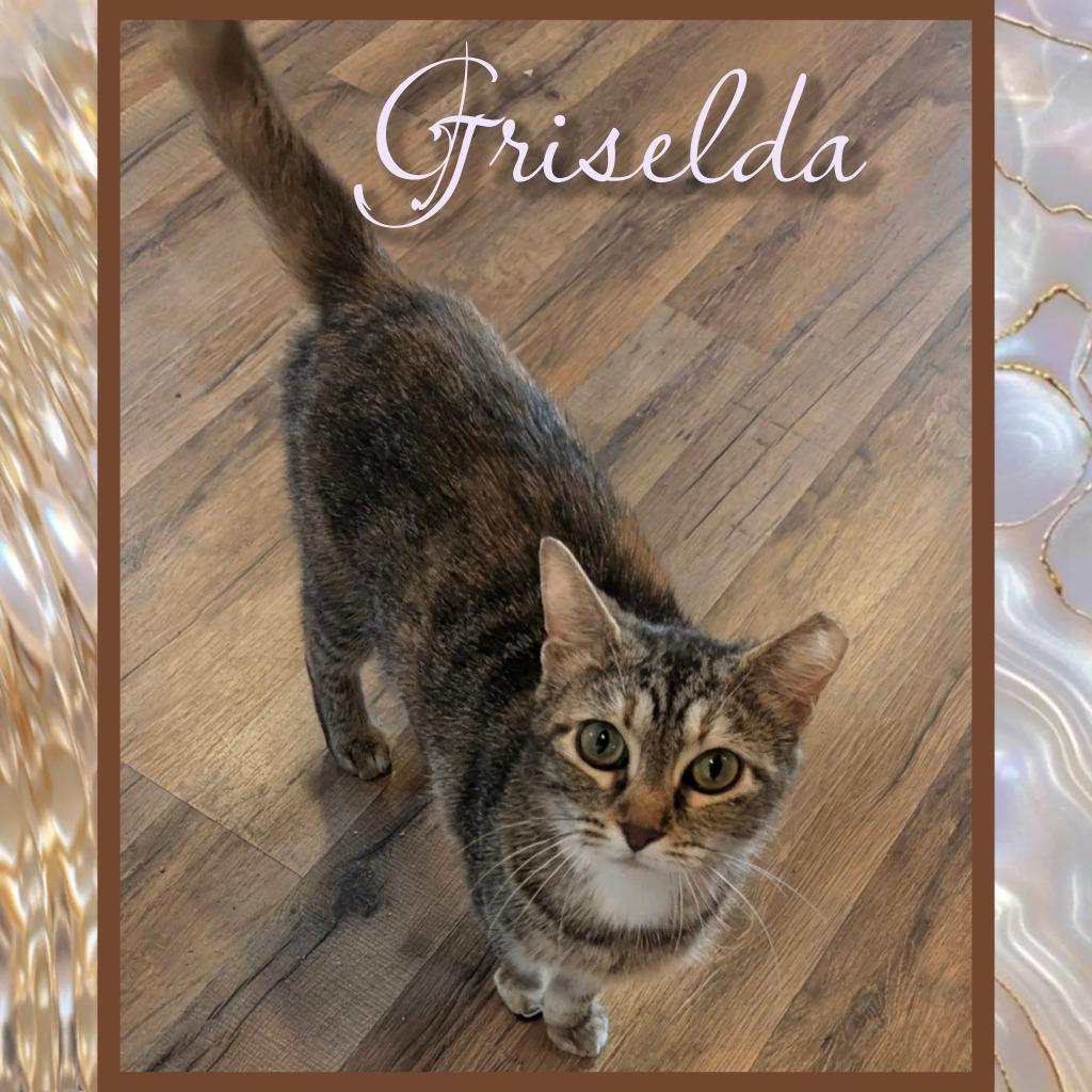 Grizelda, Adoptable, Adult Female Domestic Short Hair.