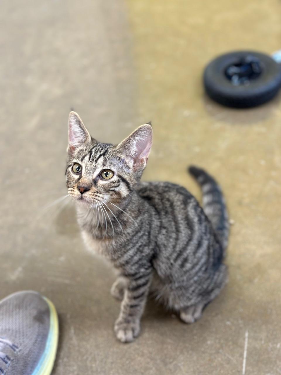 Gin, Adoptable, Kitten Female Domestic Short Hair.
