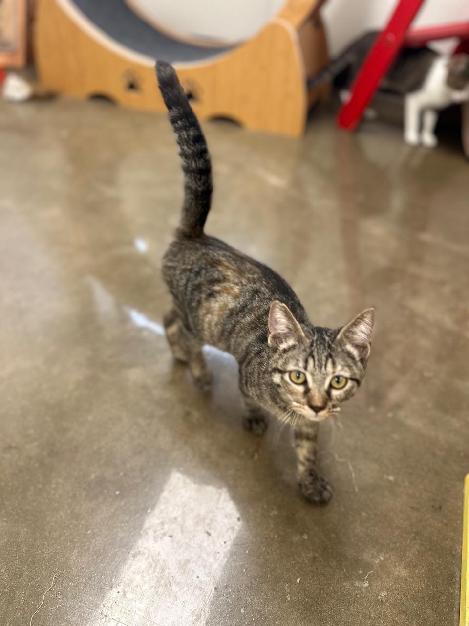 Gin, a Adoptable Domestic Short Hair in Port Lavaca, TX image 2/6