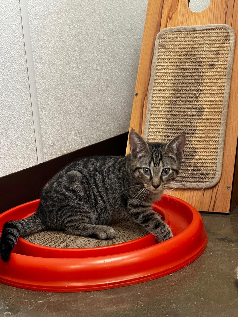 Gin, a Adoptable Domestic Short Hair in Port Lavaca, TX image 3/6