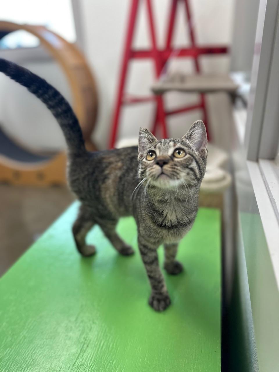 Gin, a Adoptable Domestic Short Hair in Port Lavaca, TX image 4/6