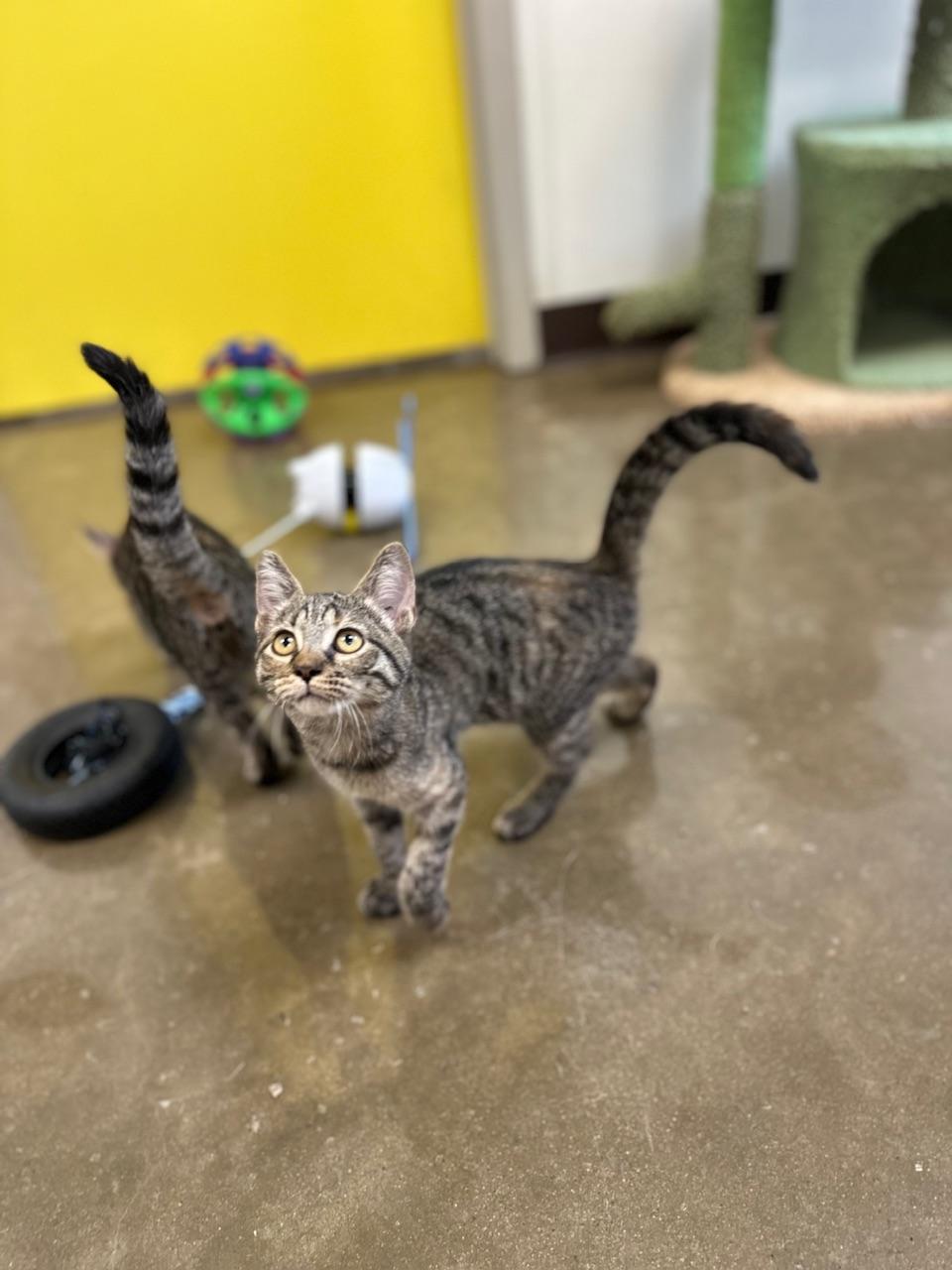 Gin, a Adoptable Domestic Short Hair in Port Lavaca, TX image 5/6