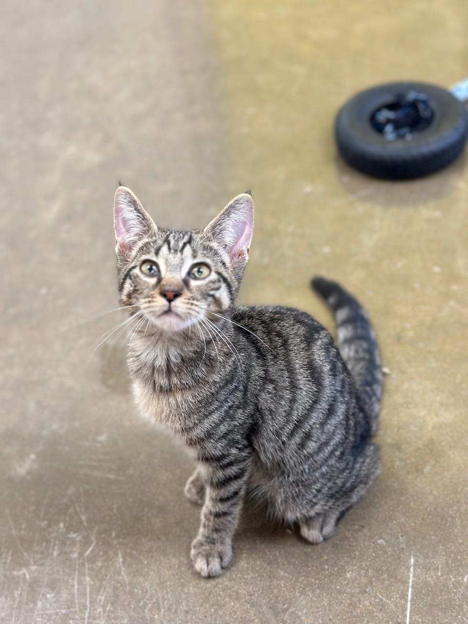Gin, a Adoptable Domestic Short Hair in Port Lavaca, TX image 6/6