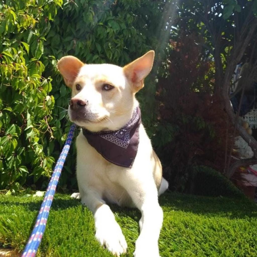 Rocky, Adoptable, Adult Male Labrador Retriever.