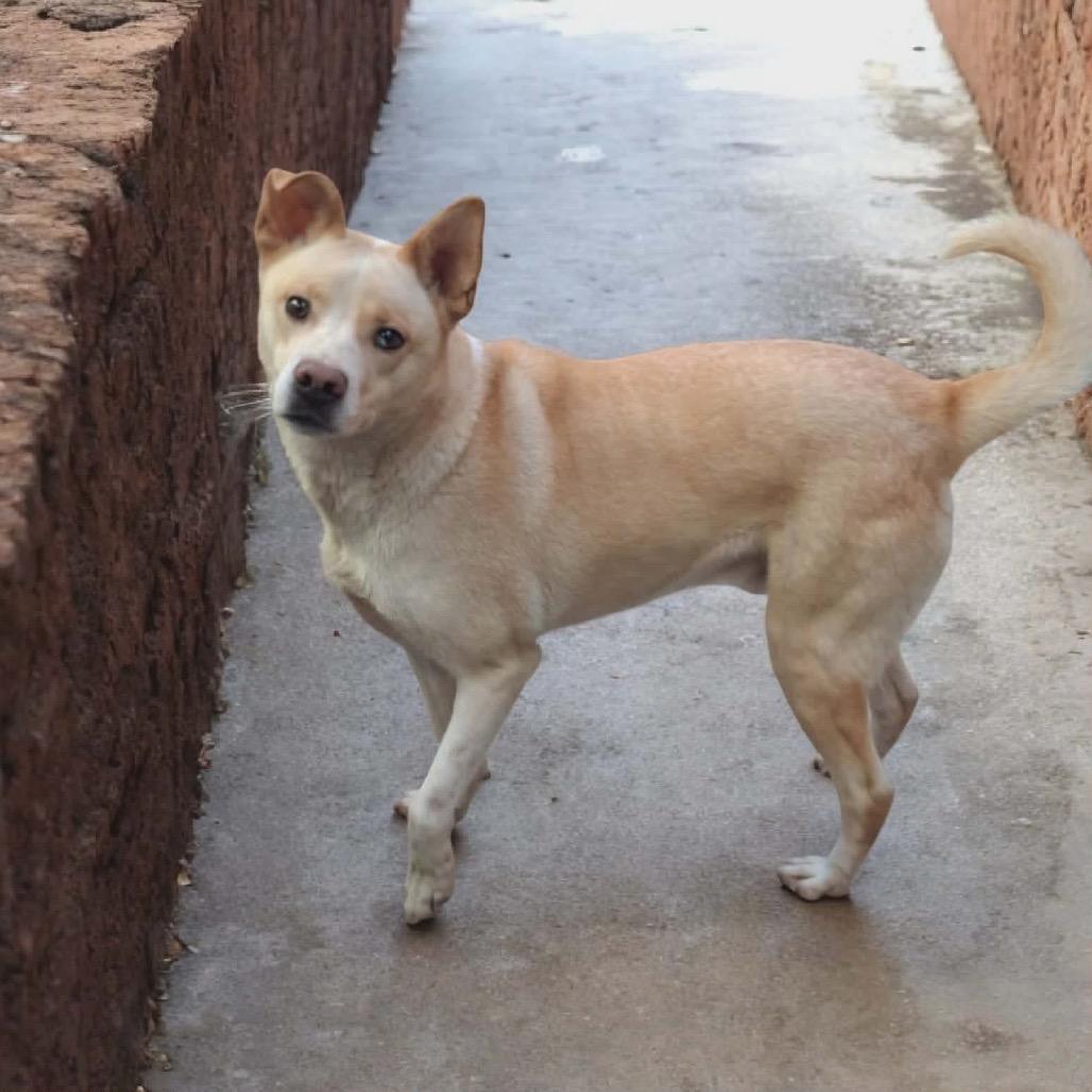 Enlarge Rocky, a Adoptable Labrador Retriever in San Diego, CA image 2/6