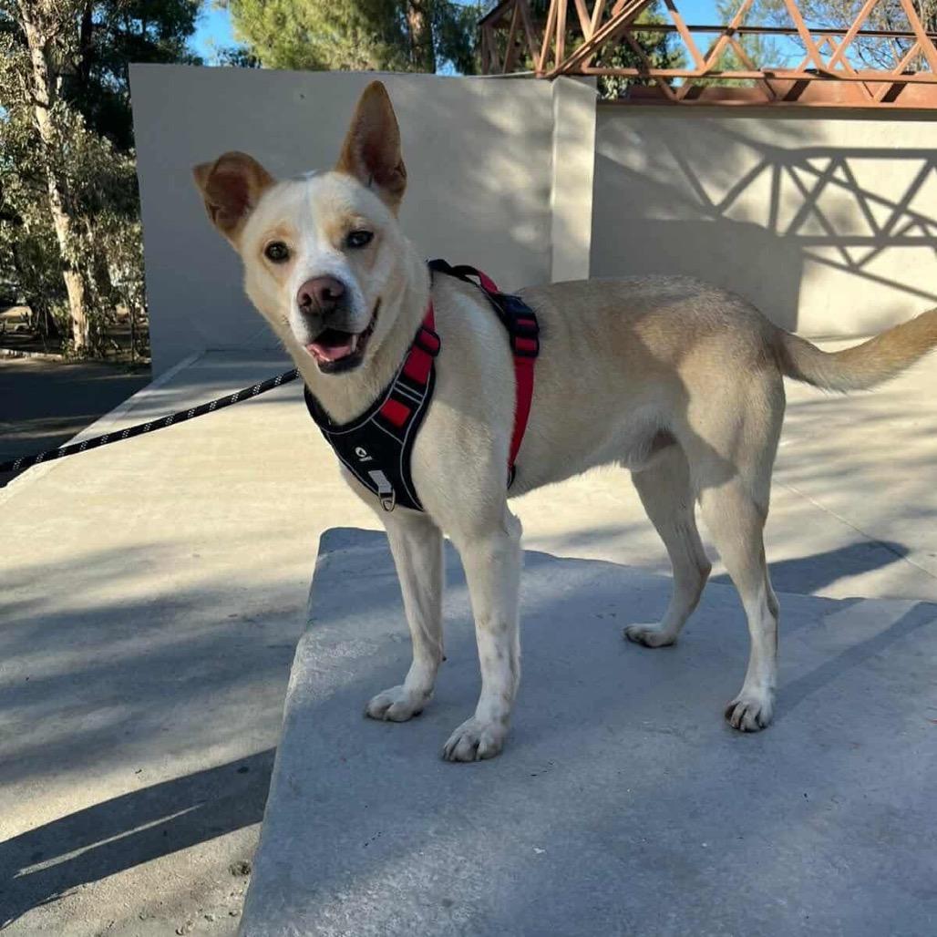 Enlarge Rocky, a Adoptable Labrador Retriever in San Diego, CA image 4/6
