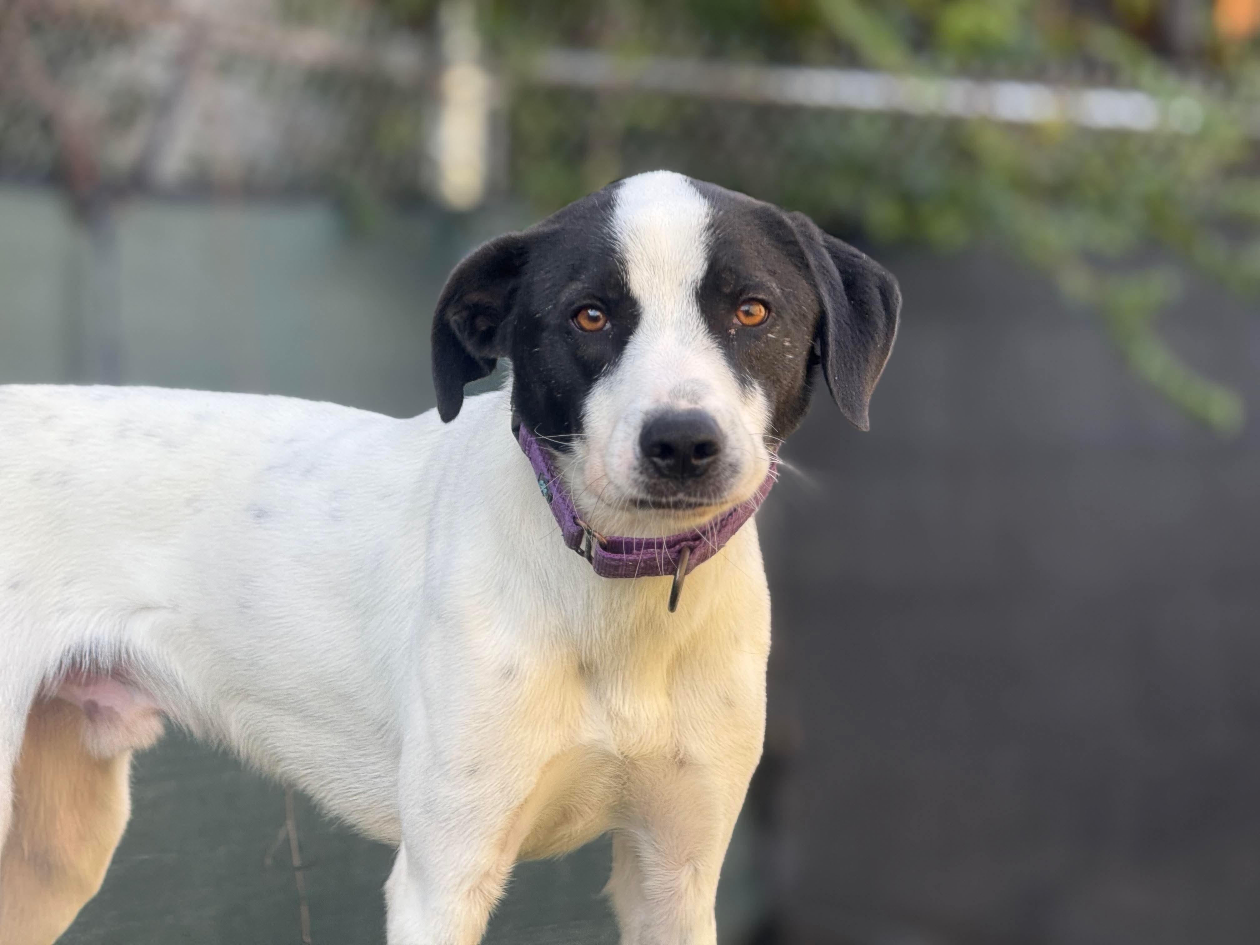 Enlarge Lil Milo, a Adoptable mixed breed in Mount Juliet, TN image 1/6