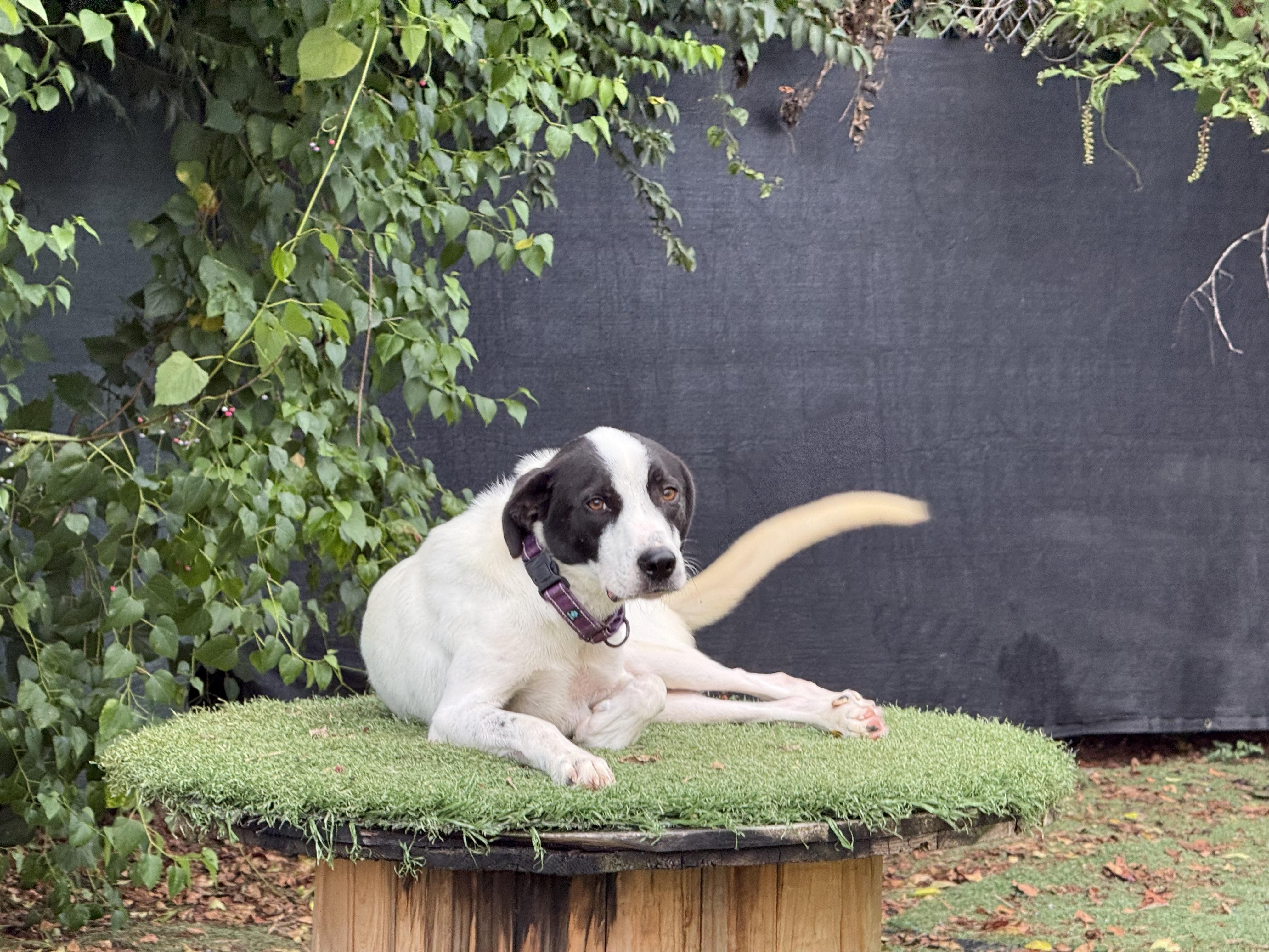 Enlarge Lil Milo, a Adoptable mixed breed in Mount Juliet, TN image 4/4