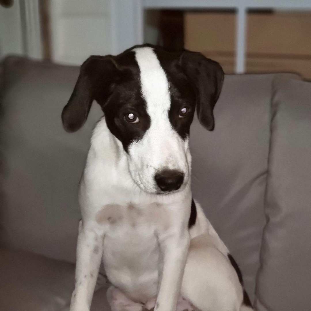 Enlarge Lil Milo, a Adoptable mixed breed in Mount Juliet, TN image 3/6