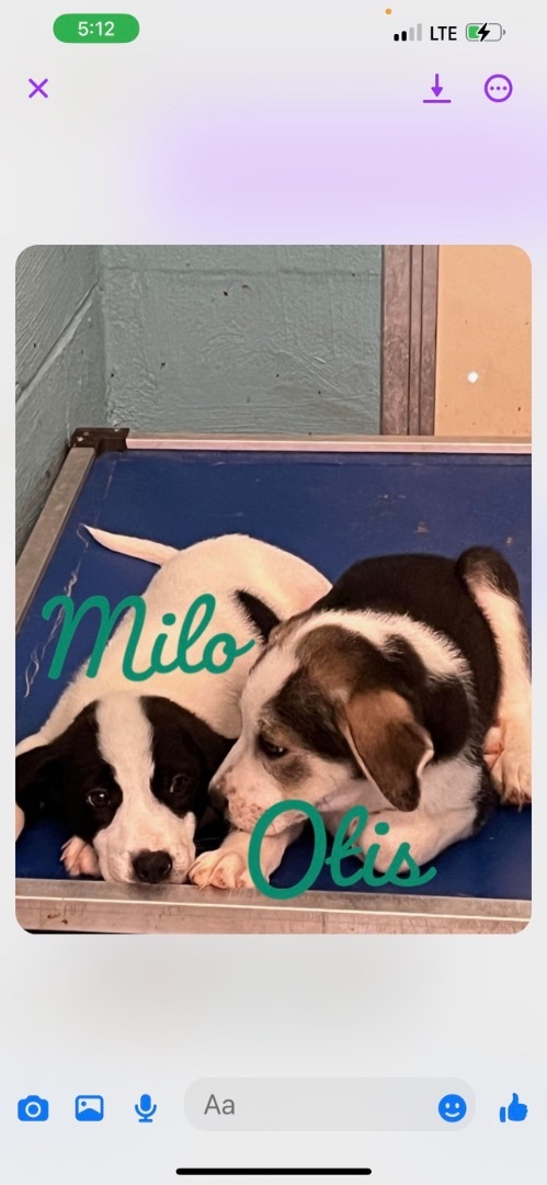 Enlarge Lil Milo, a Adoptable mixed breed in Mount Juliet, TN image 6/6