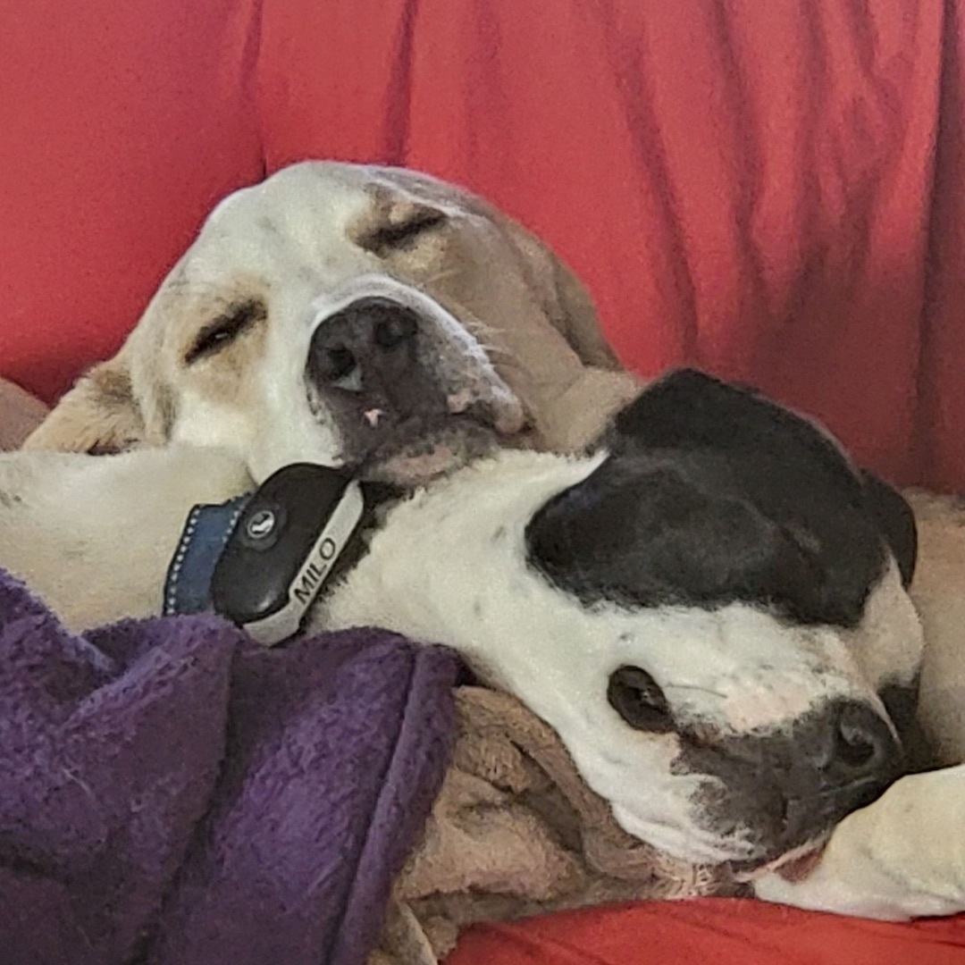 Enlarge Lil Milo, a Adoptable mixed breed in Mount Juliet, TN image 4/6