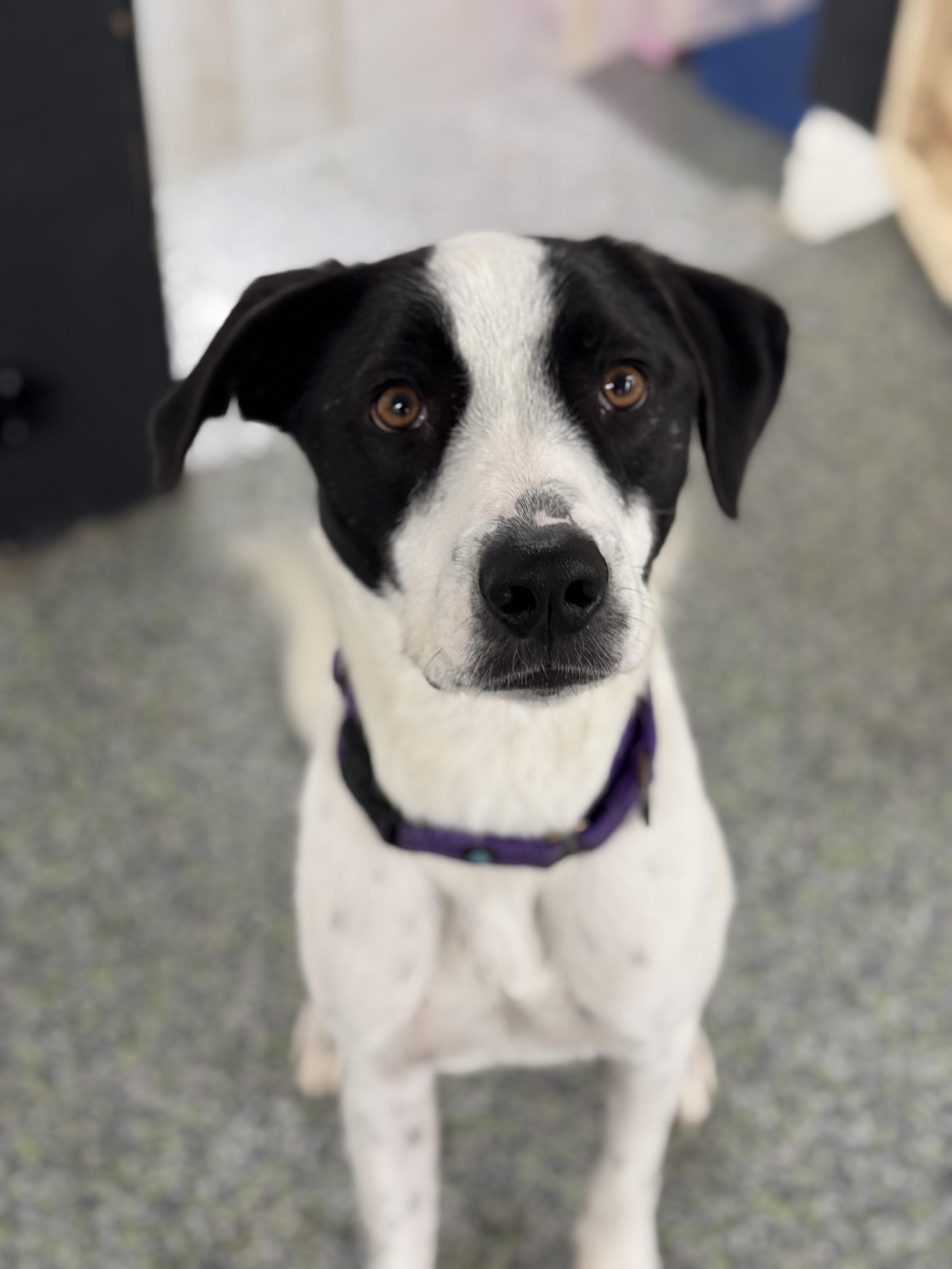 Enlarge Lil Milo, a Adoptable mixed breed in Mount Juliet, TN image 2/6