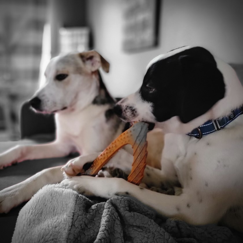 Enlarge Lil Milo, a Adoptable mixed breed in Mount Juliet, TN image 5/6