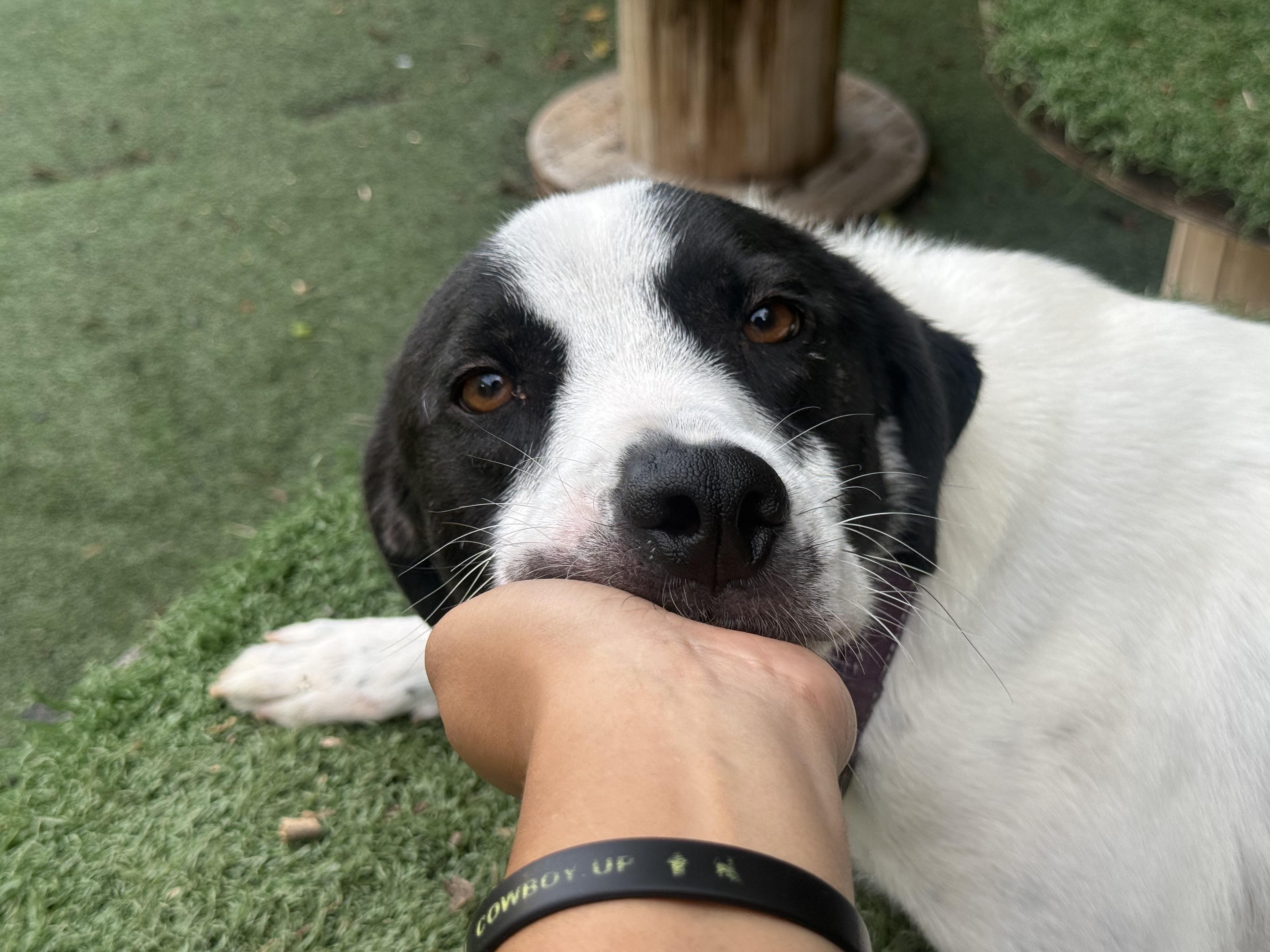 Lil Milo, Adoptable, Adult Male Hound.