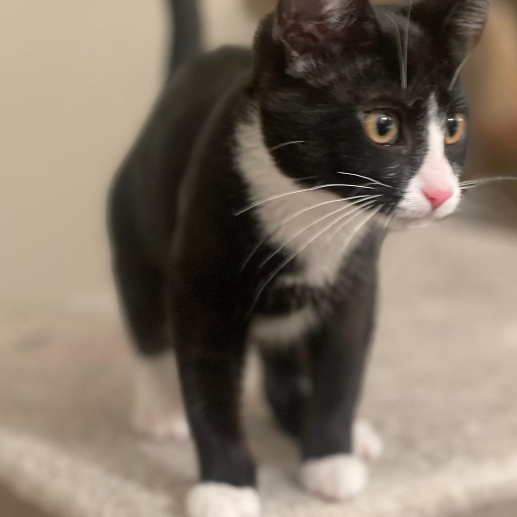 Enlarge Sire, a Adoptable Domestic Short Hair in Las Vegas, NV image 1/1