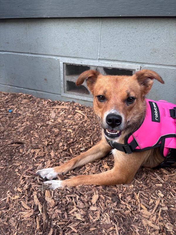 Enlarge Jersey, a Adoptable mixed breed in renton, WA image 1/6