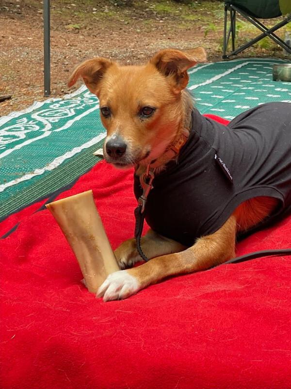 Enlarge Jersey, a Adoptable mixed breed in renton, WA image 3/6