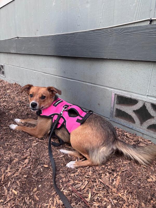 Enlarge Jersey, a Adoptable mixed breed in renton, WA image 4/6