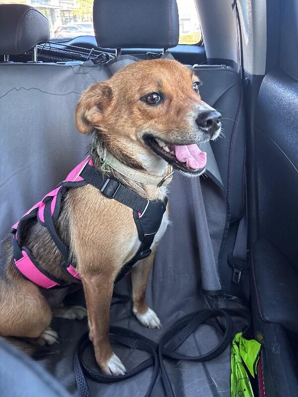 Jersey, Adoptable, Young Female Australian Cattle Dog / Blue Heeler & Mixed Breed.