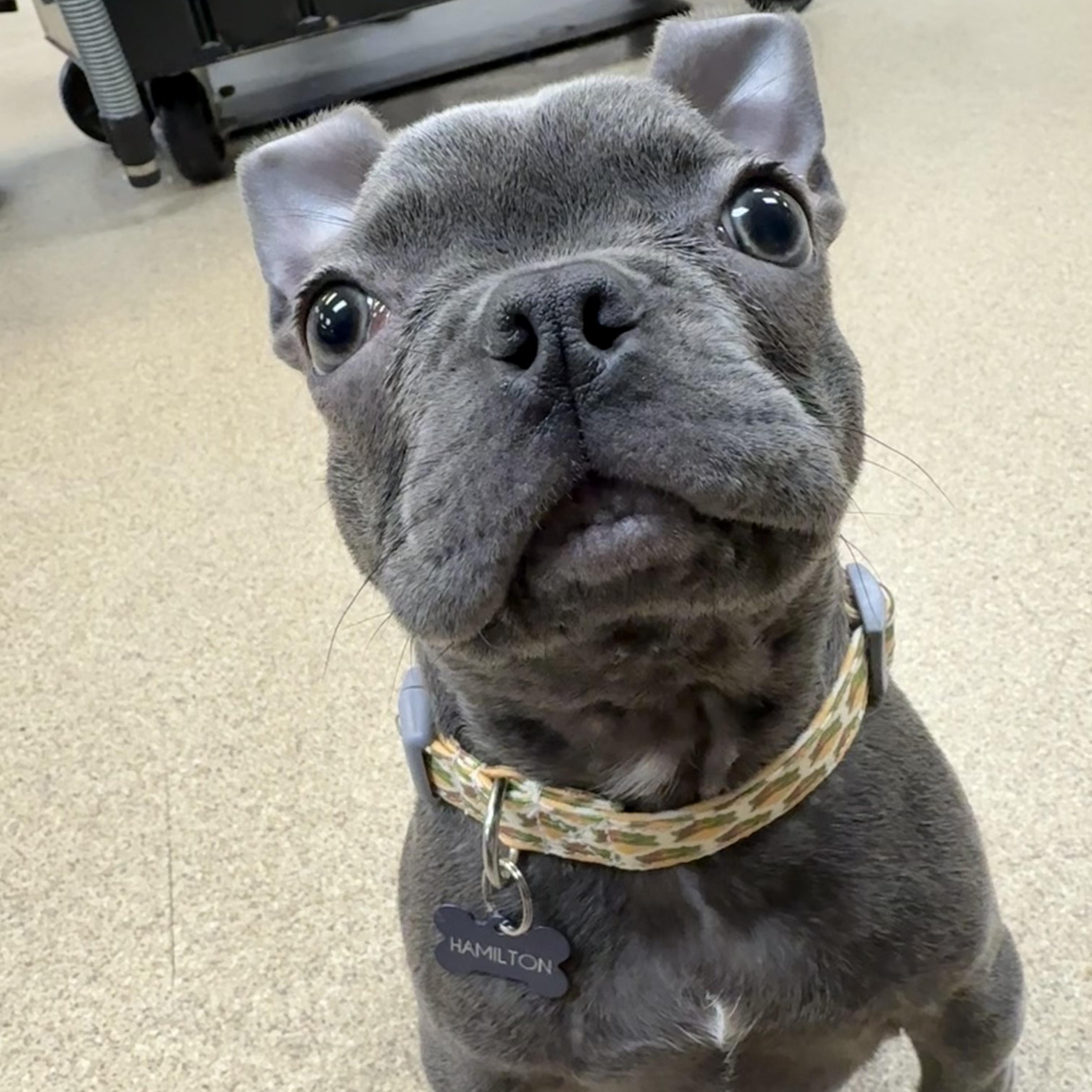 Hamilton , an adoptable French Bulldog in Valparaiso, IN image 2/6