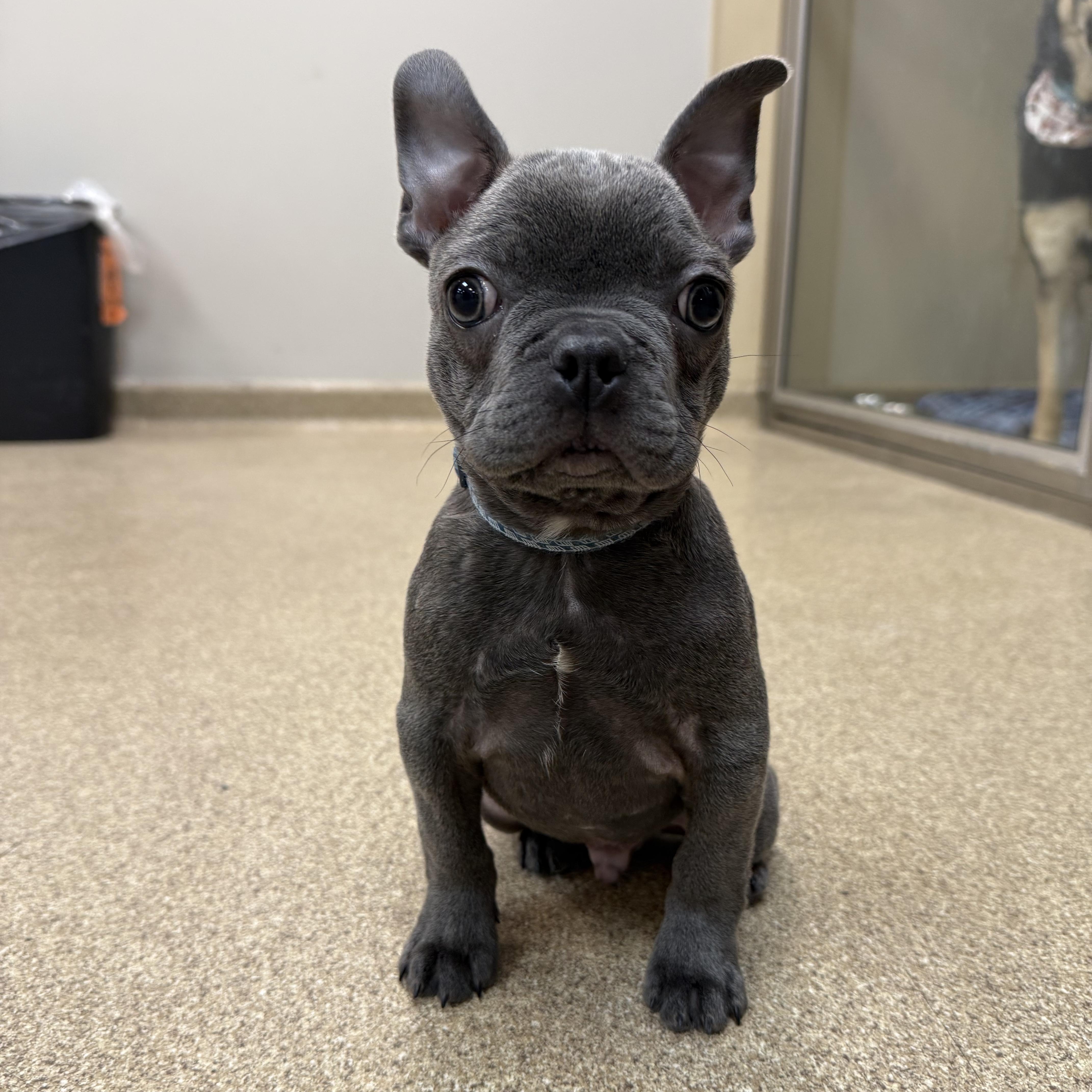 Hamilton , an adoptable French Bulldog in Valparaiso, IN image 3/6