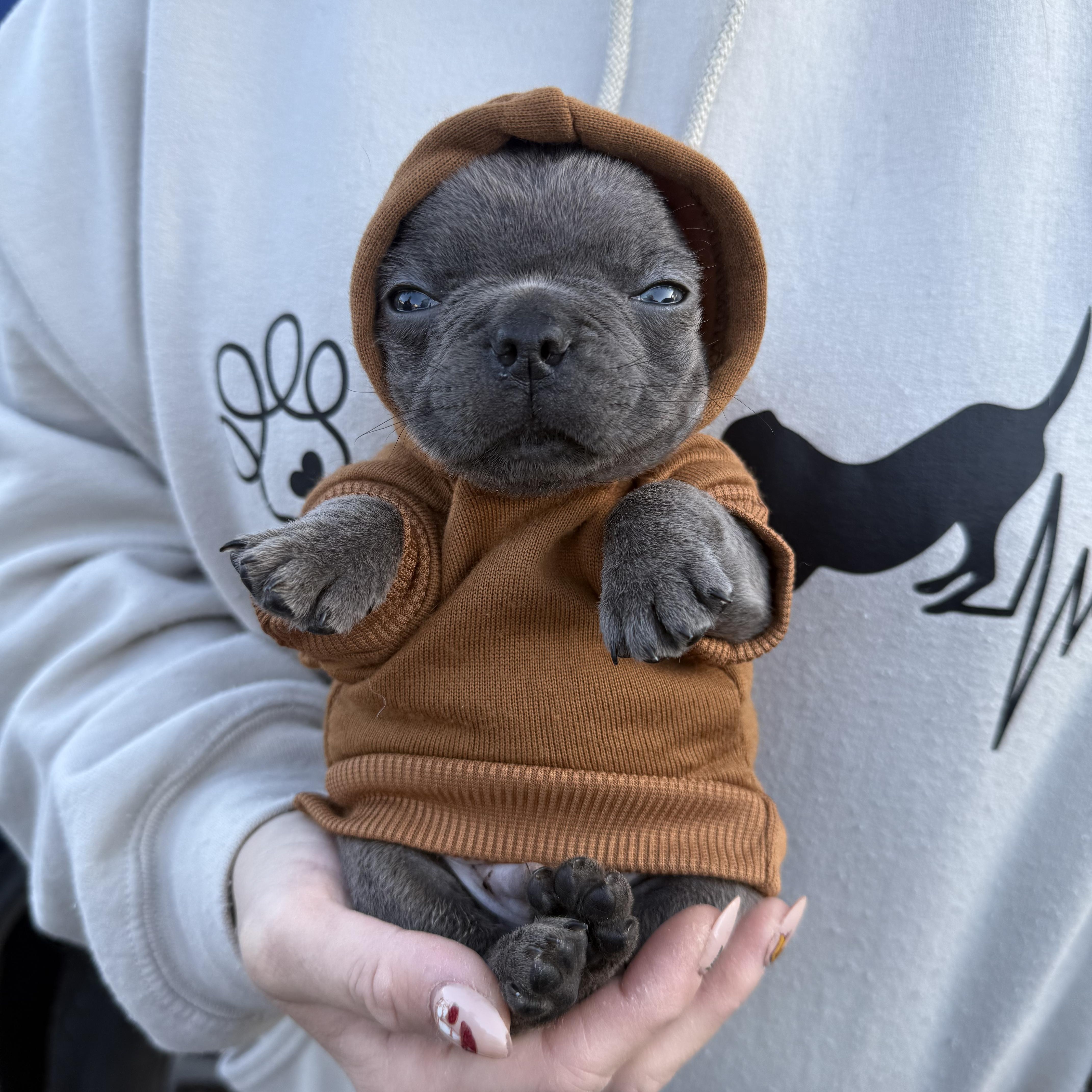 Hamilton , an adoptable French Bulldog in Valparaiso, IN image 5/6