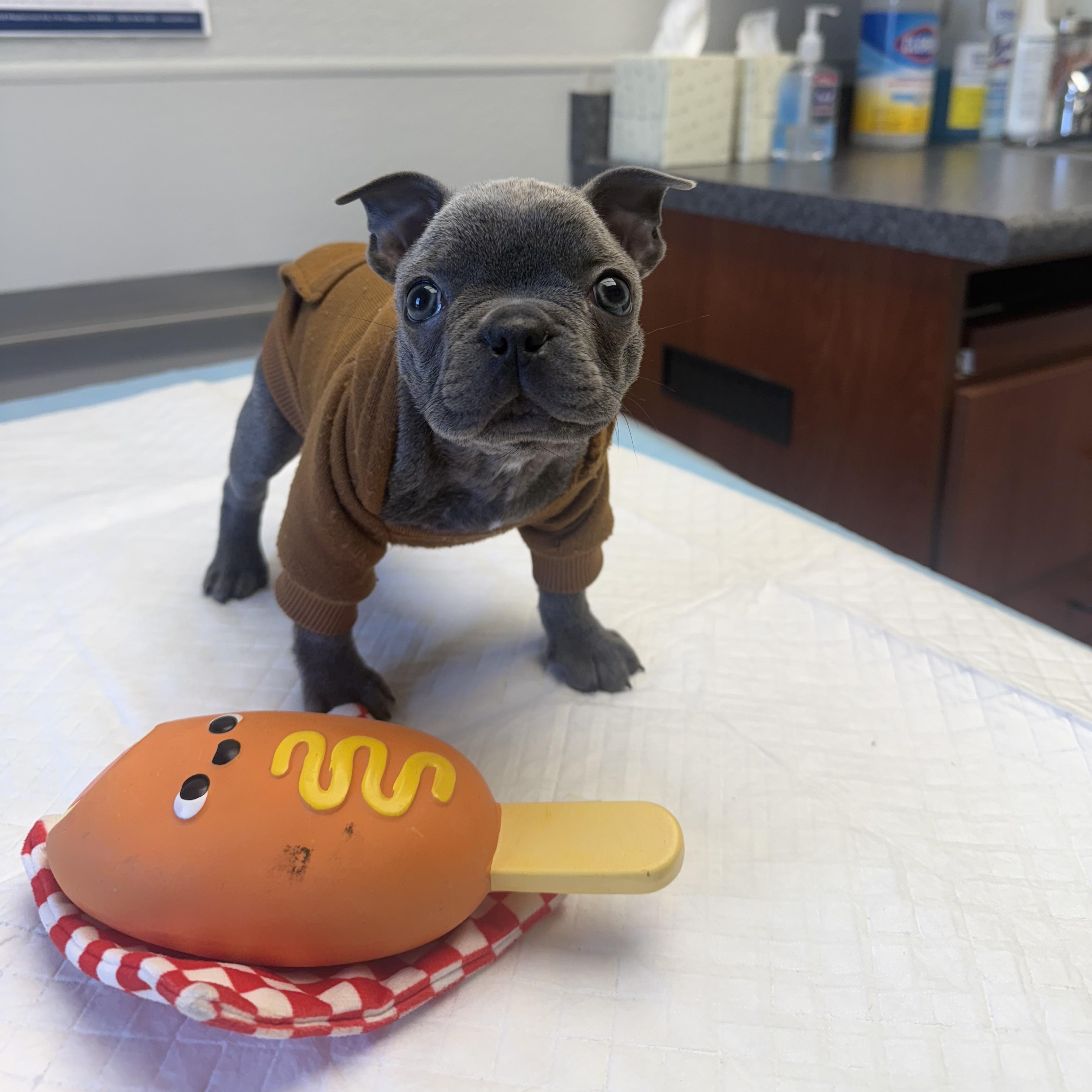 Hamilton , an adoptable French Bulldog in Valparaiso, IN image 4/6