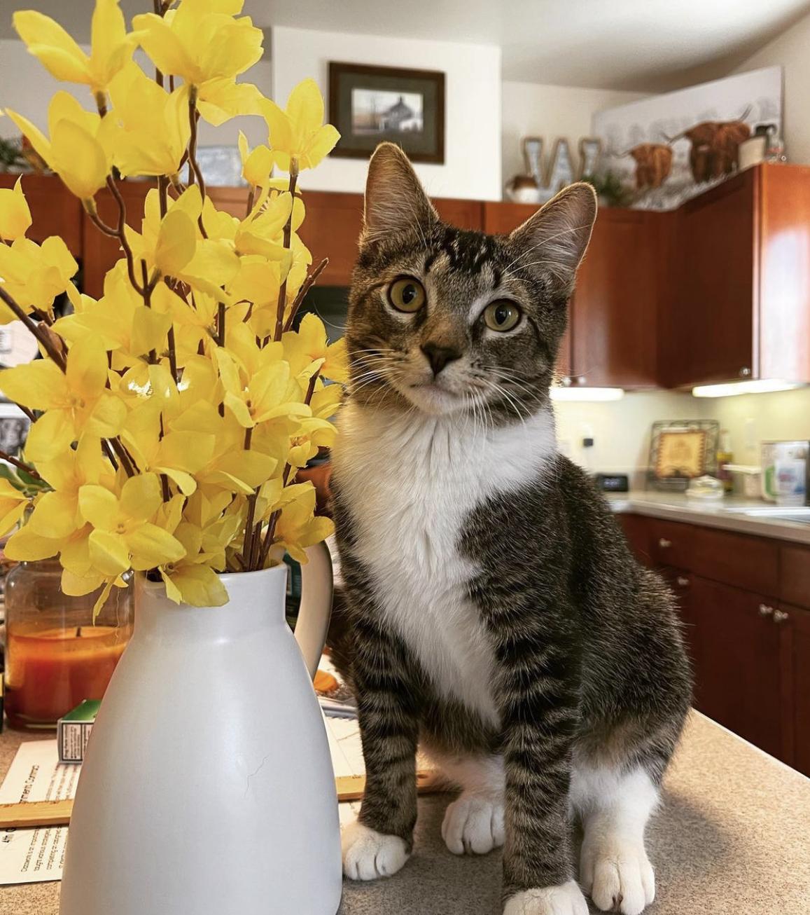 Jack, Adopted, Adult Male Domestic Short Hair.