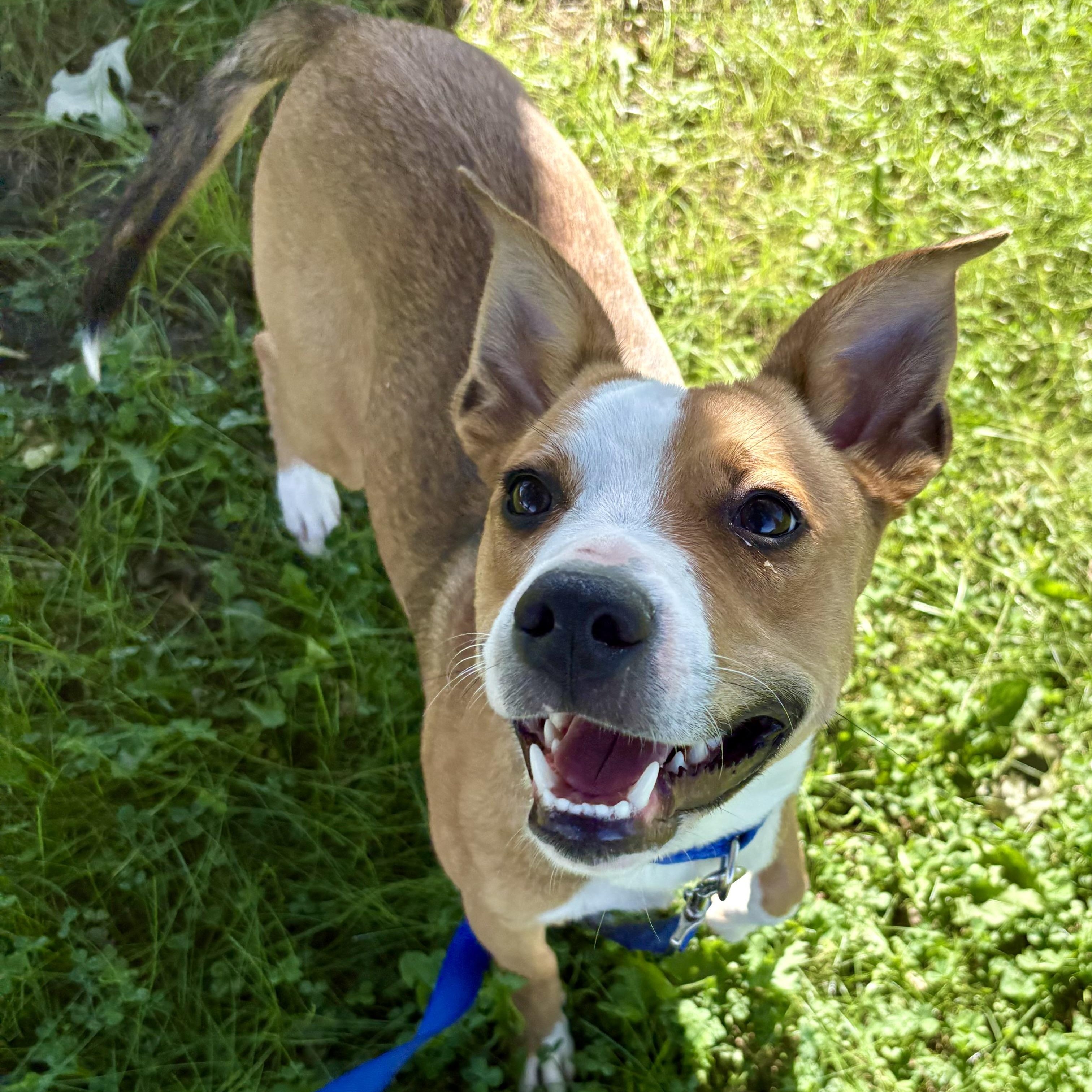 Enlarge Gizmo, a Adoptable mixed breed in Charles City, IA image 2/5