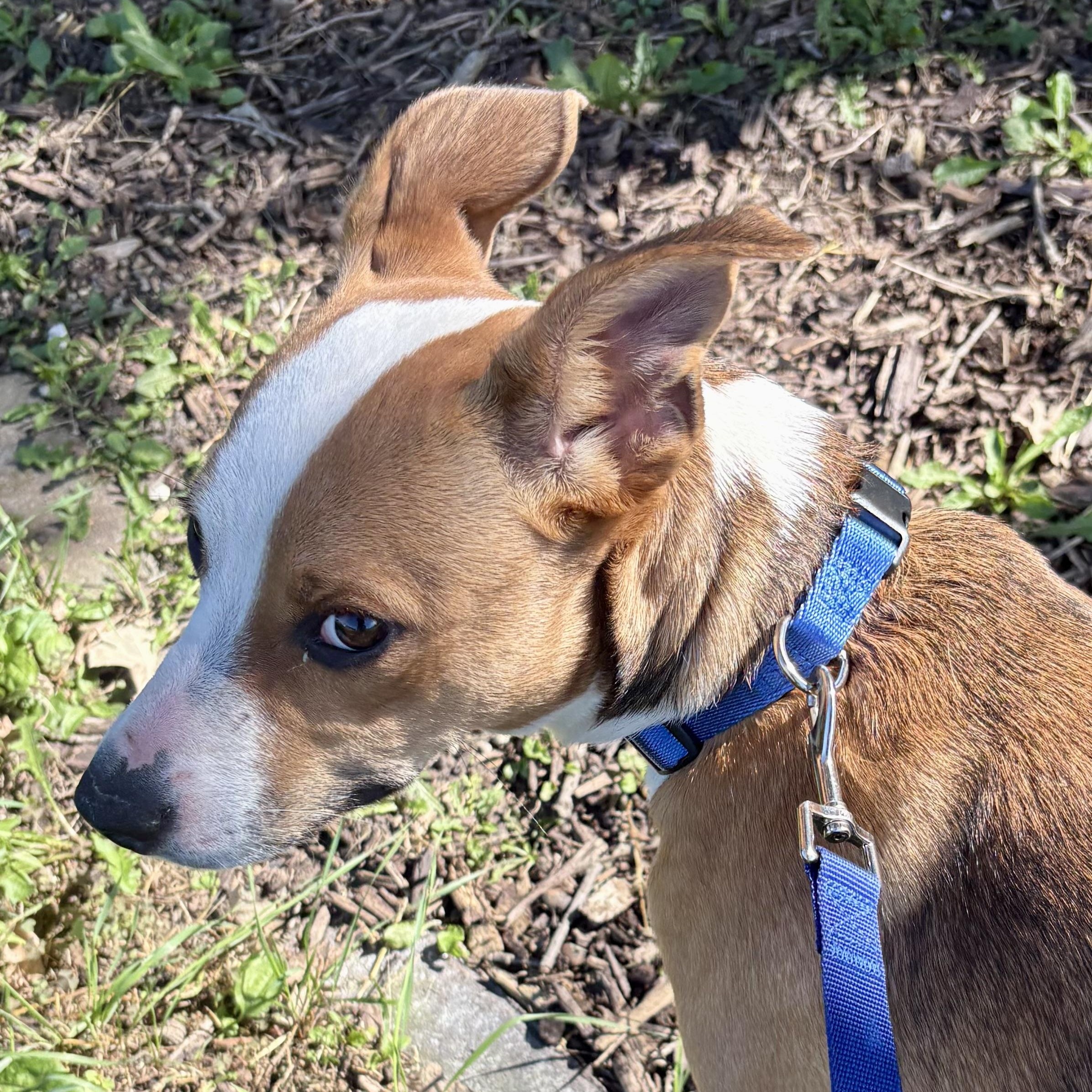 Enlarge Gizmo, a Adoptable mixed breed in Charles City, IA image 3/5