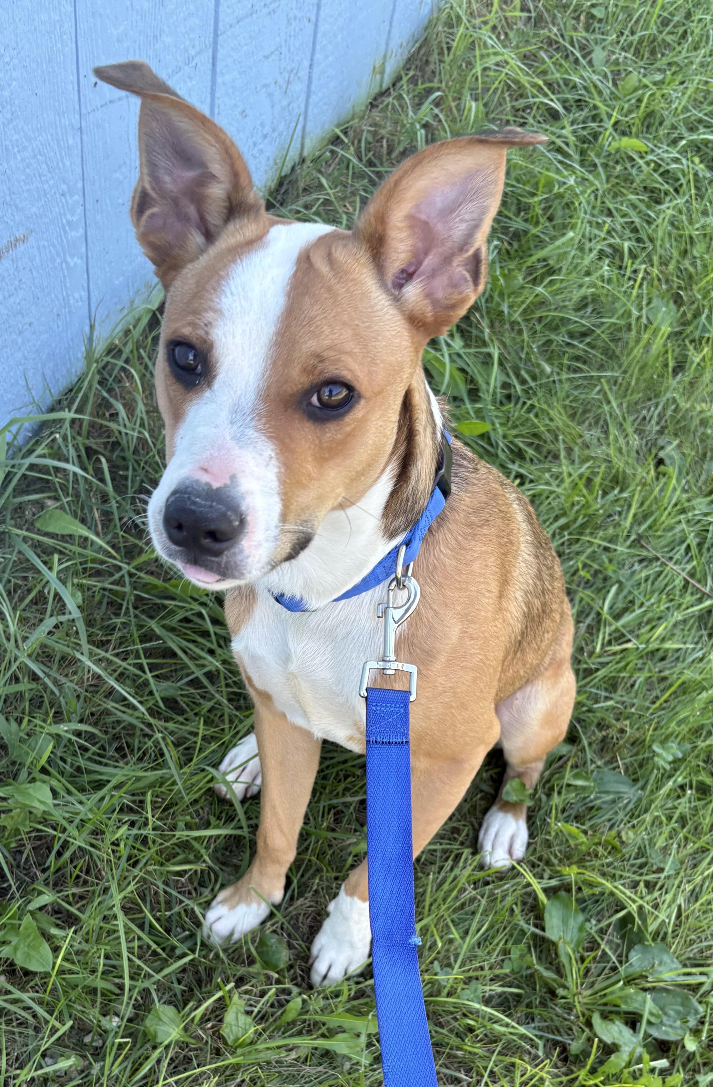 Enlarge Gizmo, a Adoptable mixed breed in Charles City, IA image 4/5