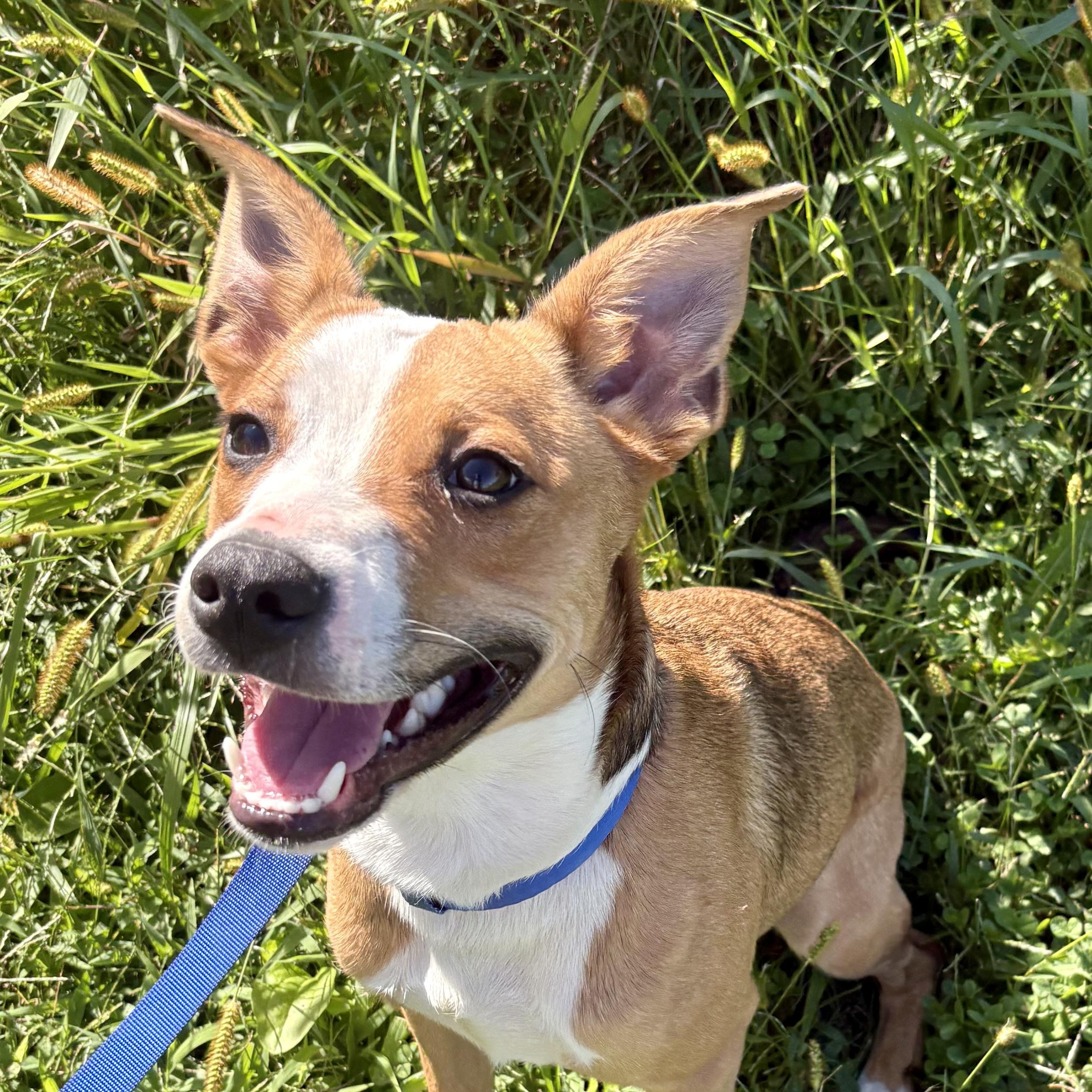 Gizmo, Adoptable, Young Male Terrier & German Shepherd Dog.