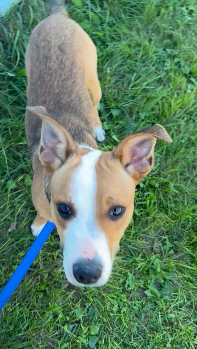 Enlarge Gizmo, a Adoptable mixed breed in Charles City, IA video 5/5