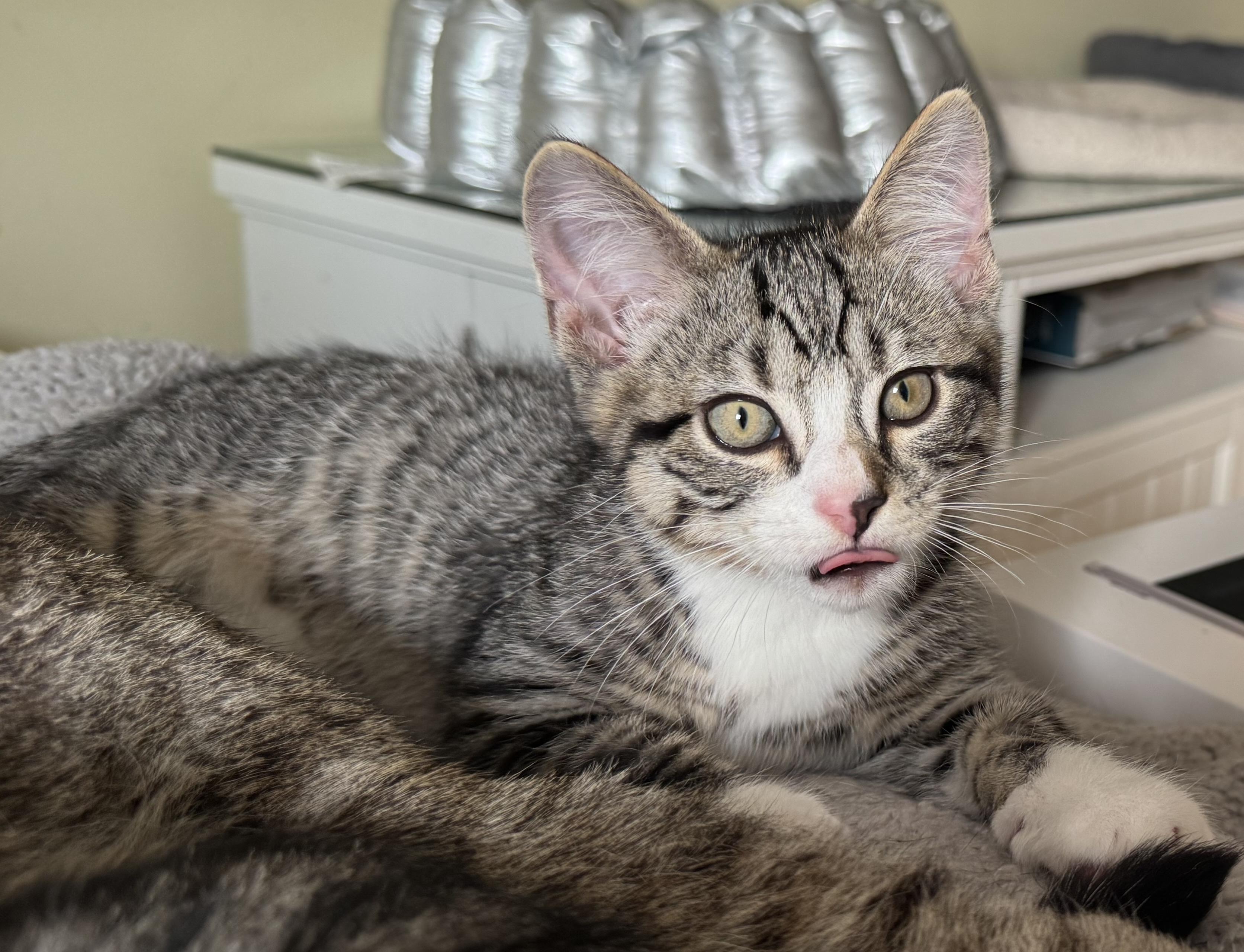 Enlarge Charlie, a Adopted Domestic Short Hair in Saint Charles, IL image 3/6