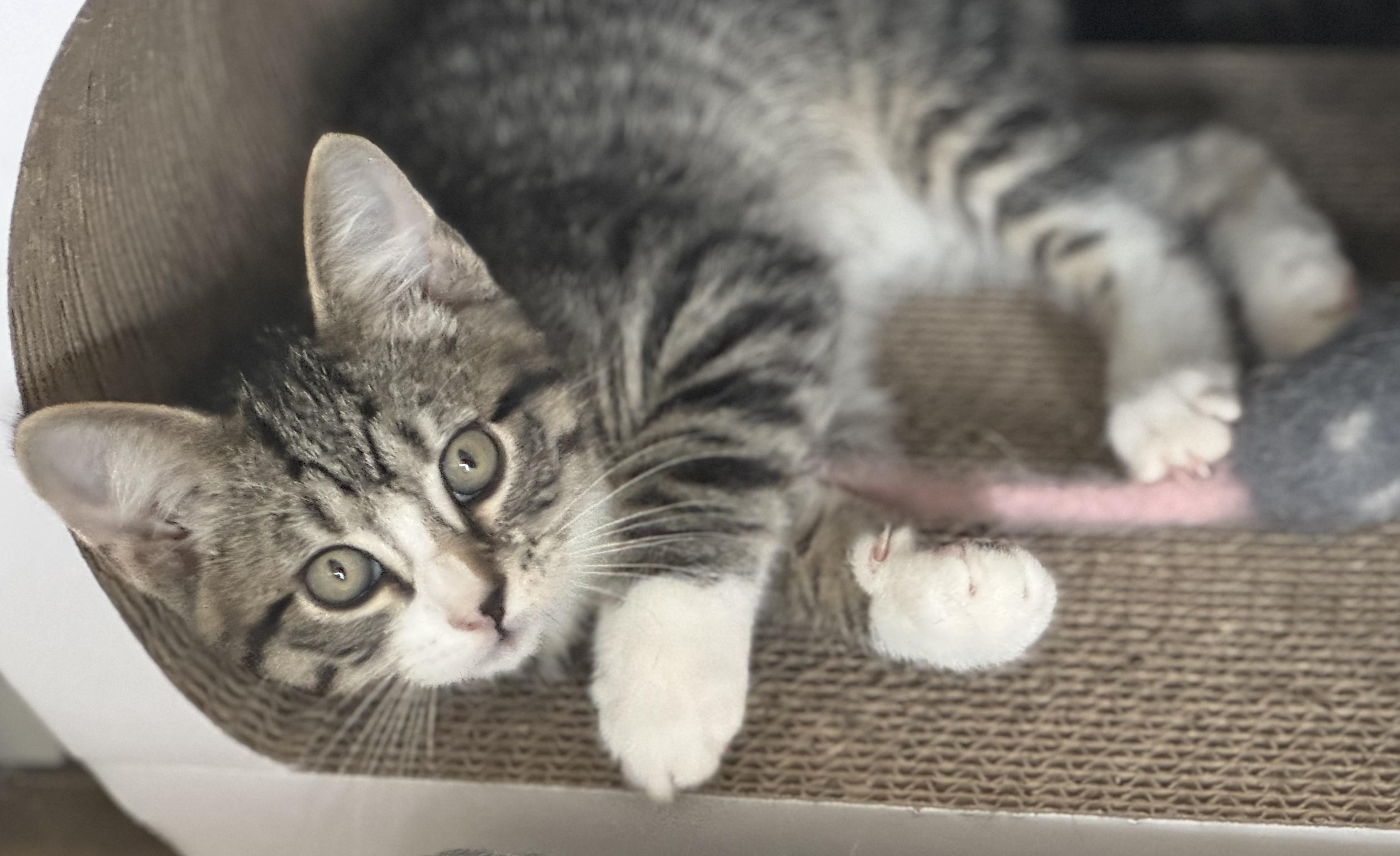 Enlarge Charlie, a Adopted Domestic Short Hair in Saint Charles, IL image 5/6