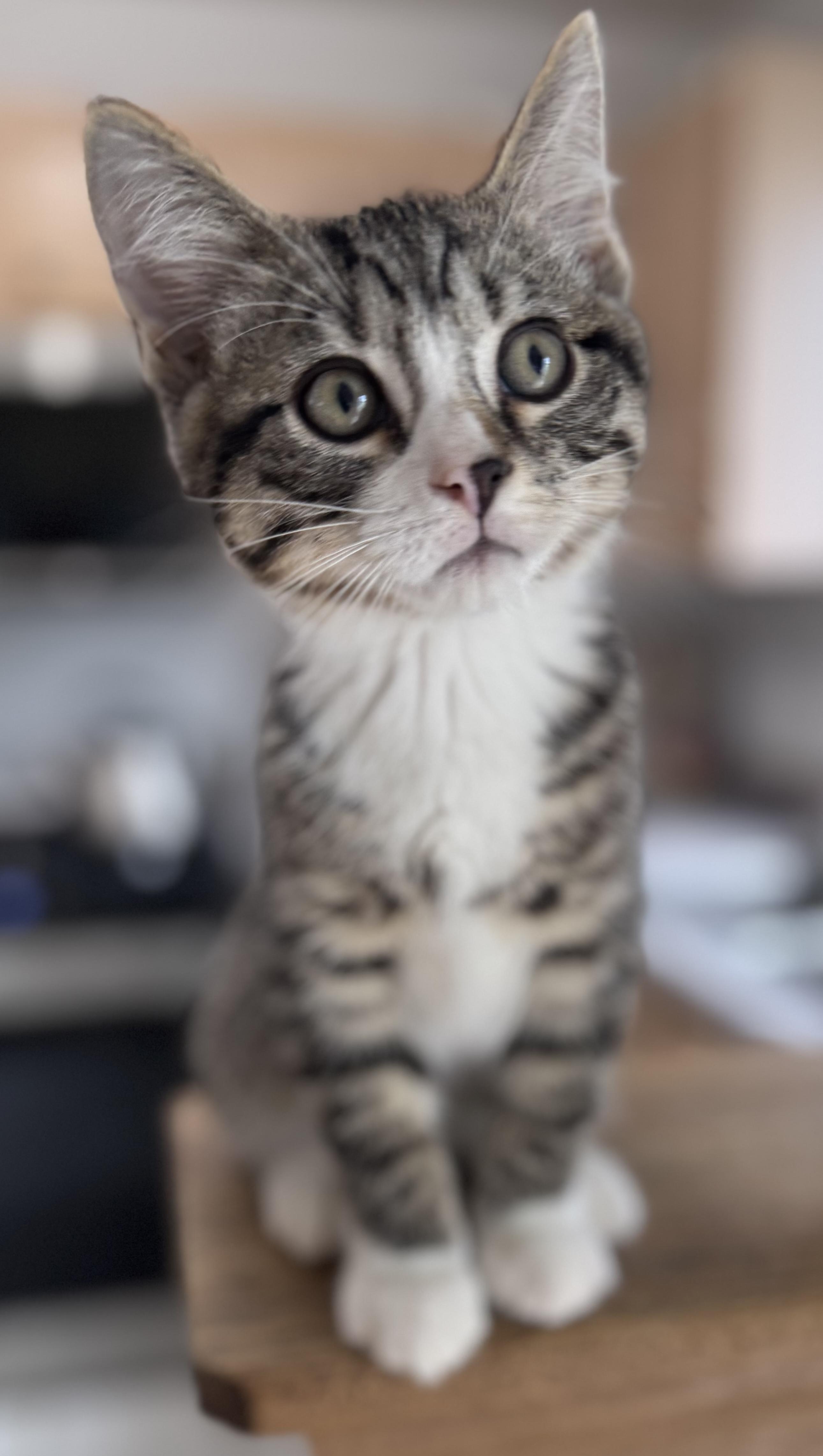 Enlarge Charlie, a Adopted Domestic Short Hair in Saint Charles, IL image 6/6