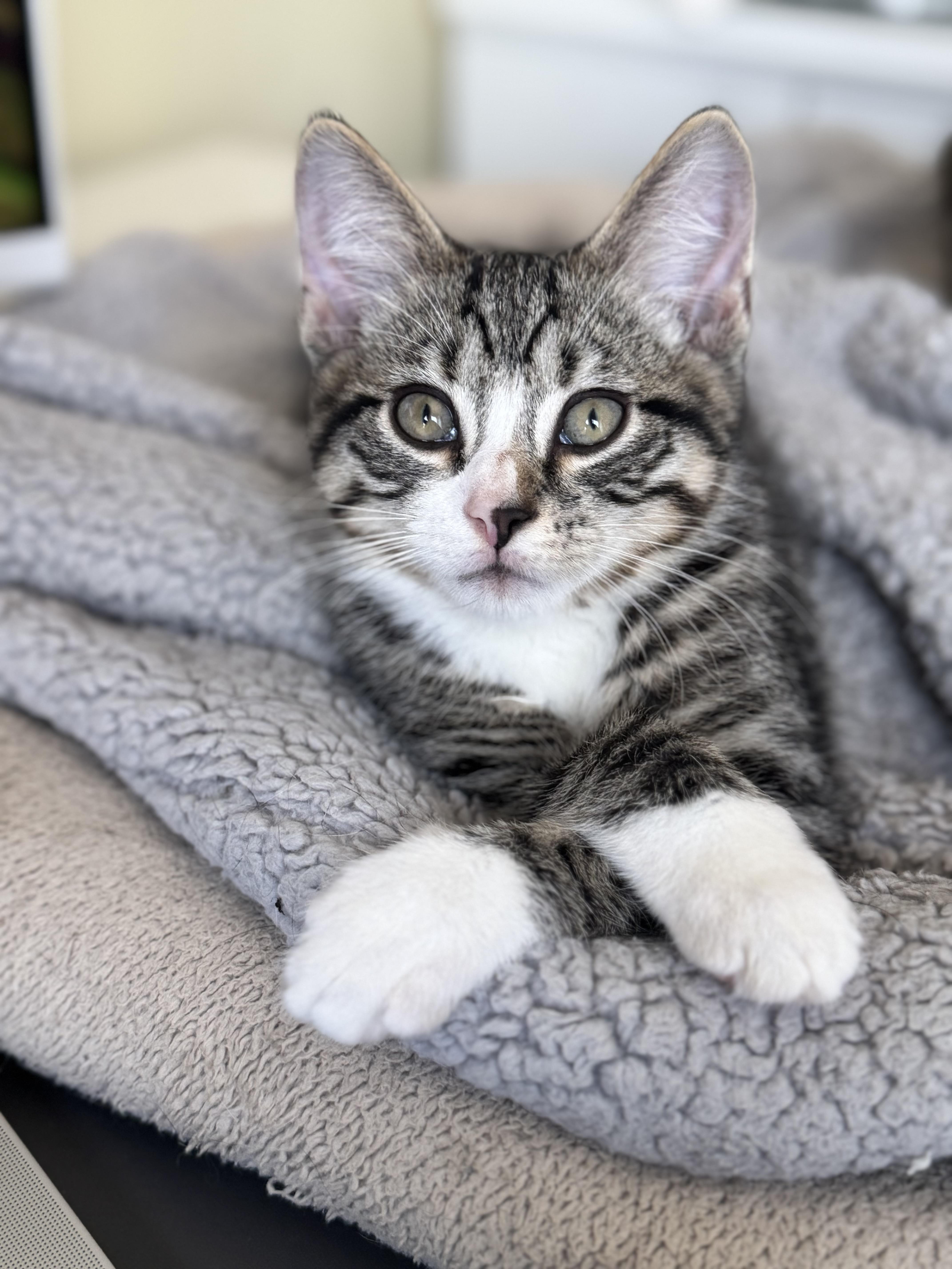 Enlarge Charlie, a Adopted Domestic Short Hair in Saint Charles, IL image 1/6