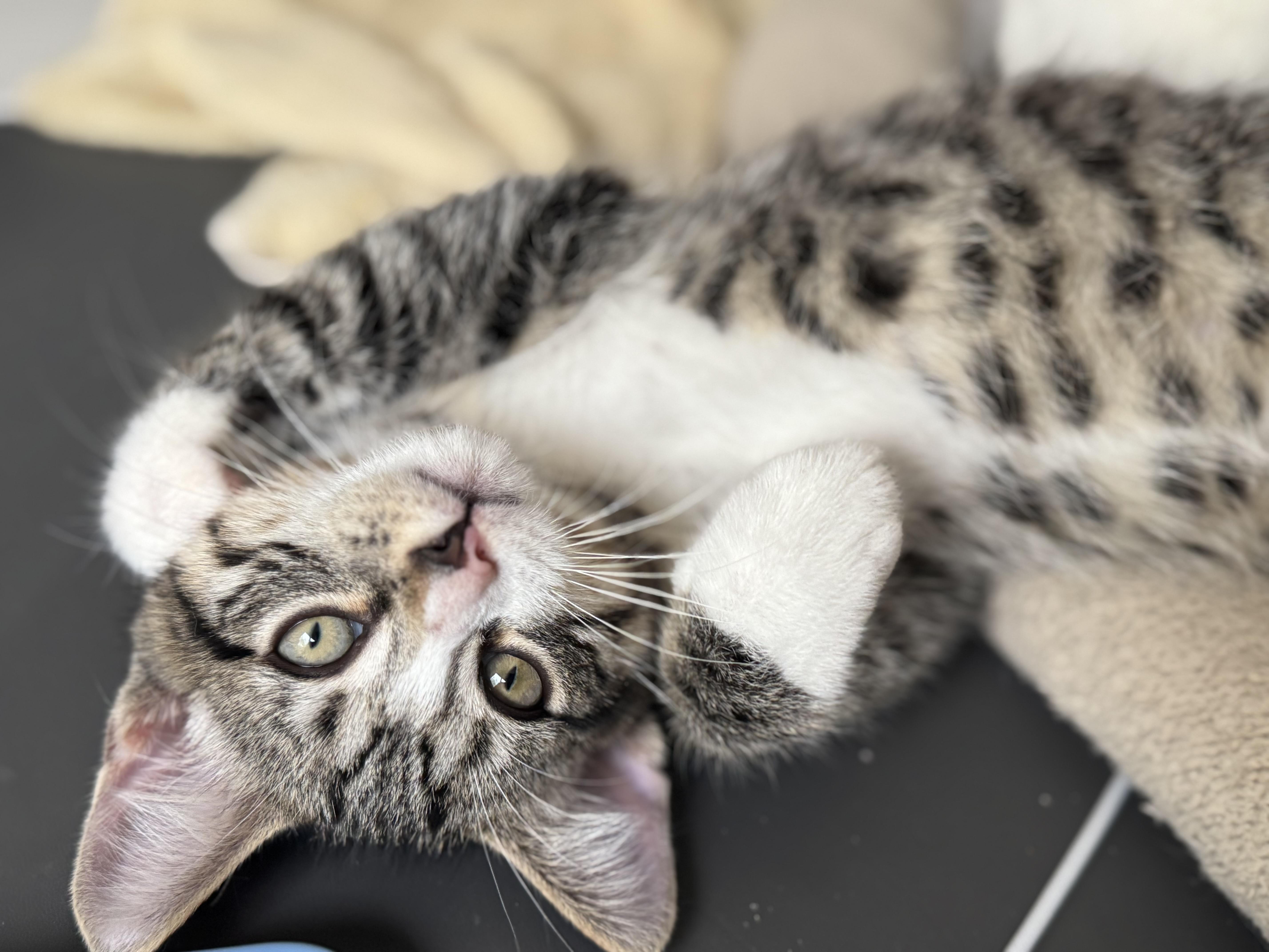 Enlarge Charlie, a Adopted Domestic Short Hair in Saint Charles, IL image 2/6