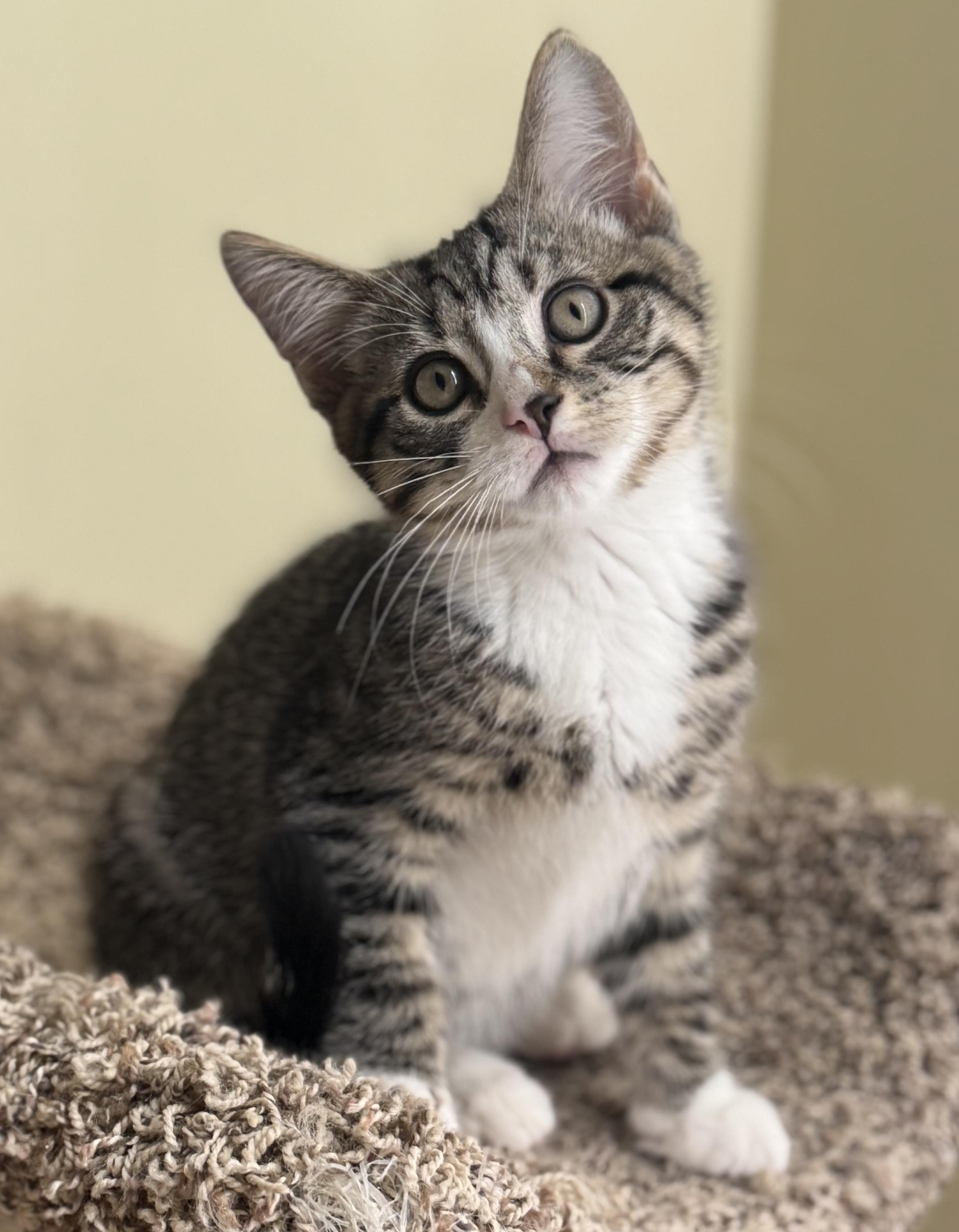 Enlarge Charlie, a Adopted Domestic Short Hair in Saint Charles, IL image 4/6