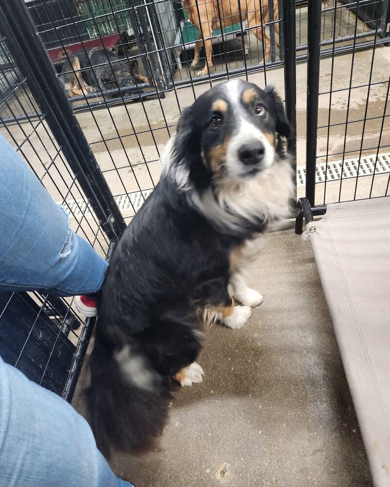 Enlarge Carter, a Adopted mixed breed in Evansville, IN image 1/6