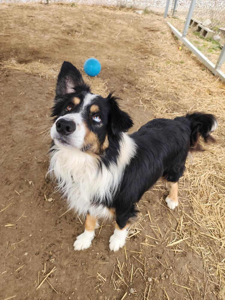 Enlarge Carter, a Adopted mixed breed in Evansville, IN image 3/6