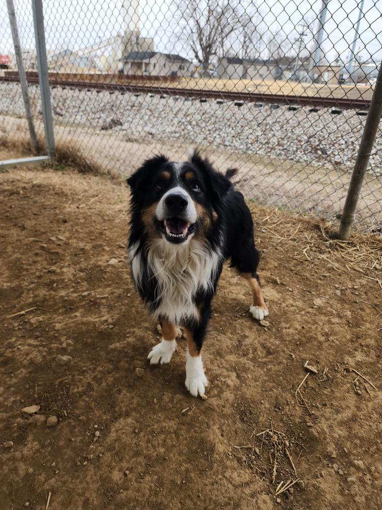 Enlarge Carter, a Adopted mixed breed in Evansville, IN image 4/6